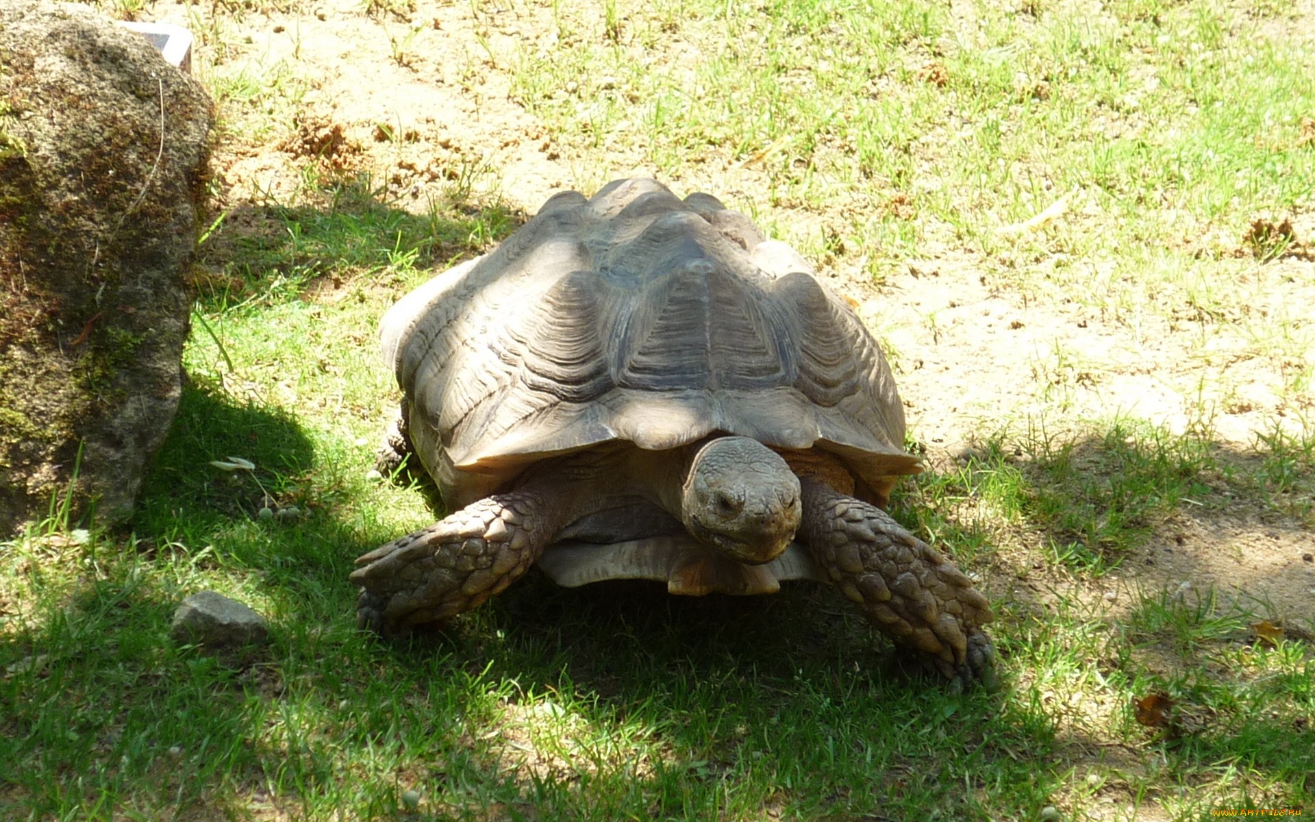 276711 Bild herunterladen tiere, landschildkröten, schildkröten - Hintergrundbilder und Bildschirmschoner kostenlos