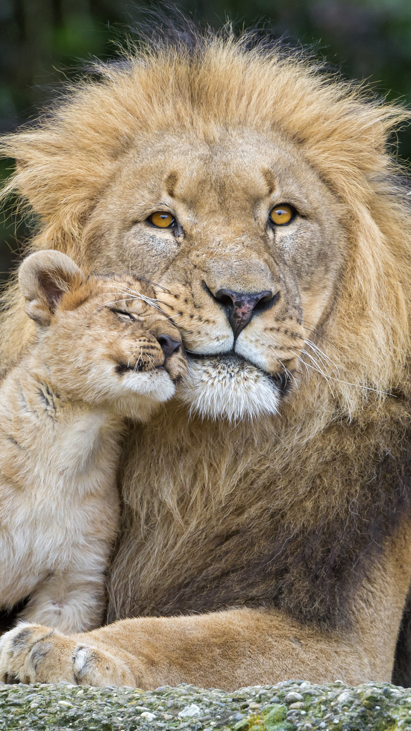 Free download wallpaper Cats, Love, Lion, Animal, Baby Animal, Cub on your PC desktop