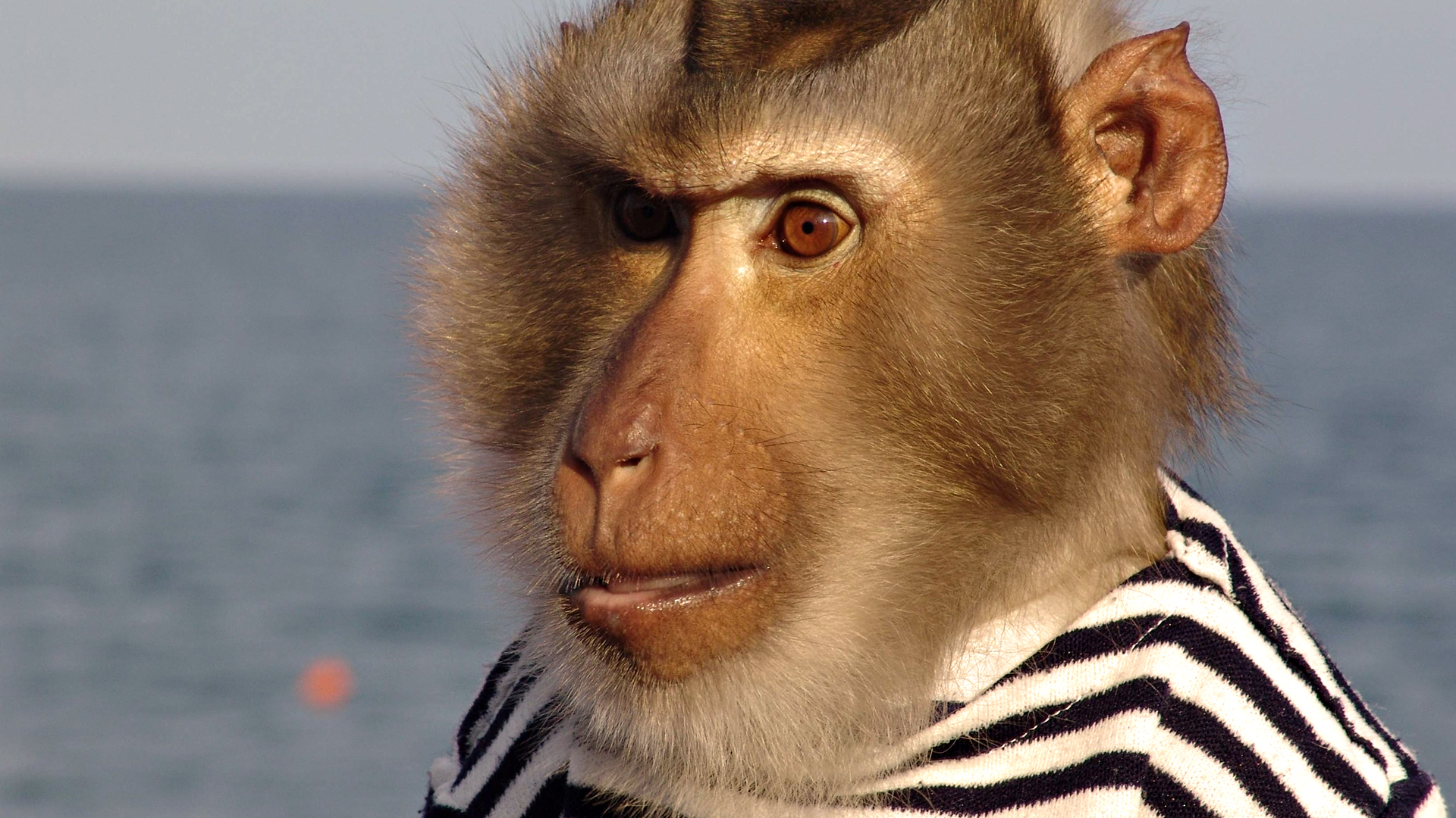 Téléchargez des papiers peints mobile Animaux, Singe gratuitement.