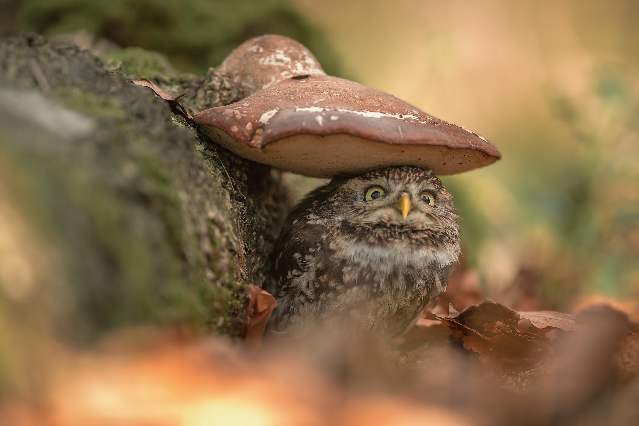 Download mobile wallpaper Birds, Owl, Animal, Mushroom for free.