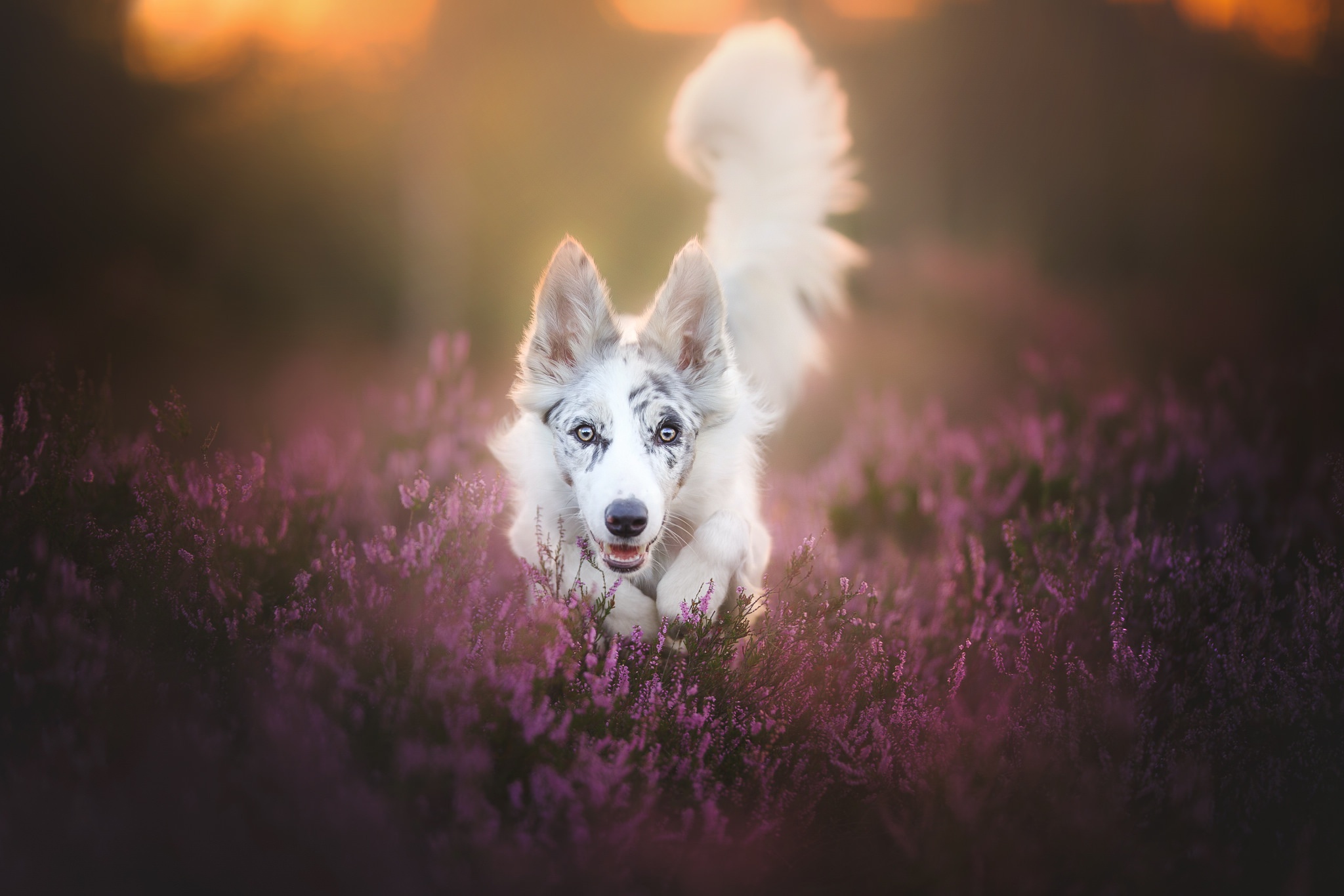 Download mobile wallpaper Dogs, Flower, Dog, Animal, Lavender, Stare for free.