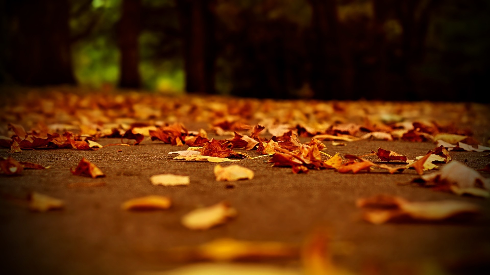 Download mobile wallpaper Nature, Macro, Leaf, Fall, Earth, Season for free.