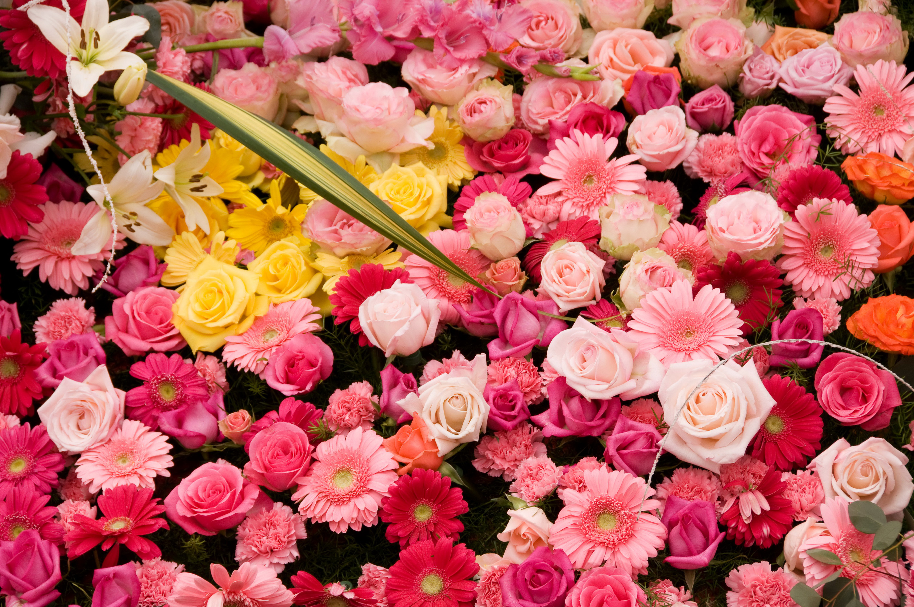 Скачать картинку Цветок, Роза, Гербера, Земля/природа, Розовый Цветок, Флауэрсы в телефон бесплатно.