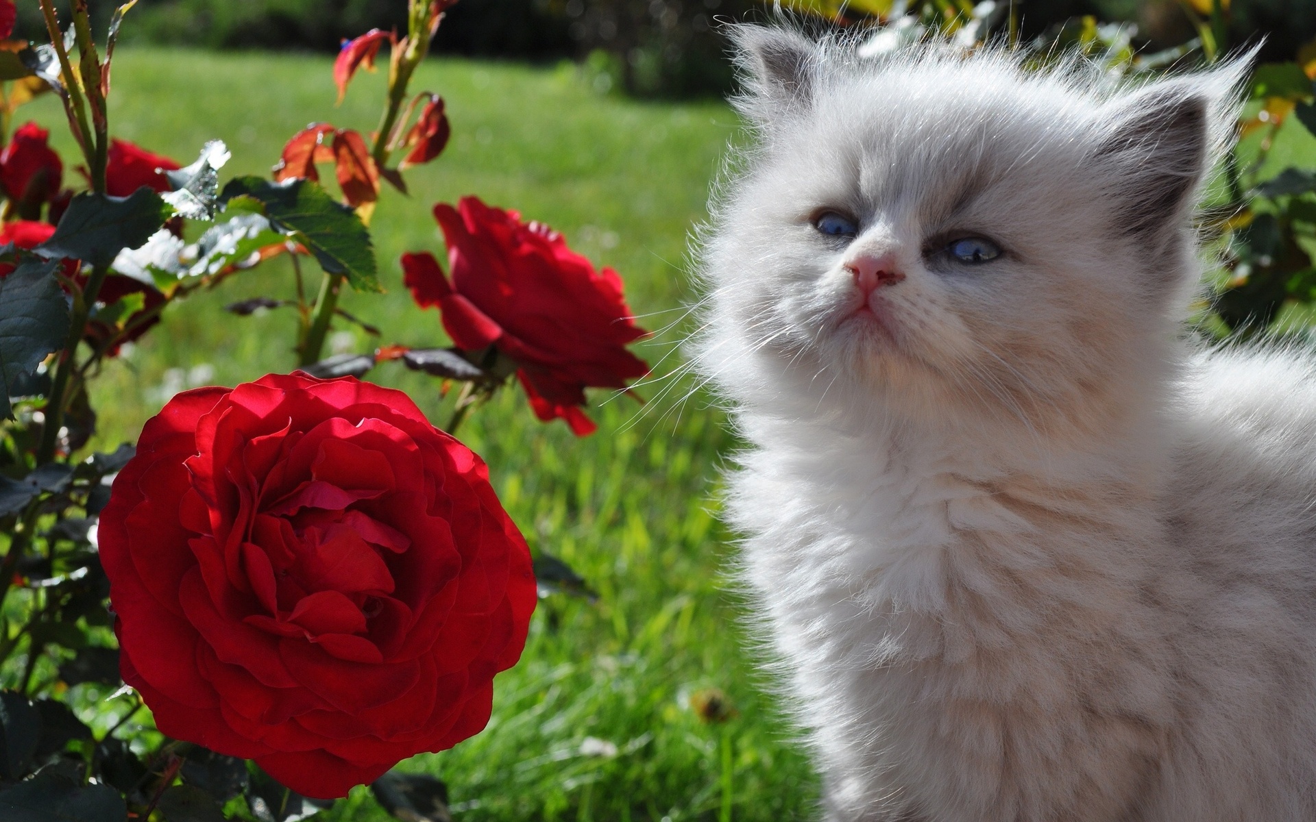 Baixe gratuitamente a imagem Animais, Gatos, Gato na área de trabalho do seu PC