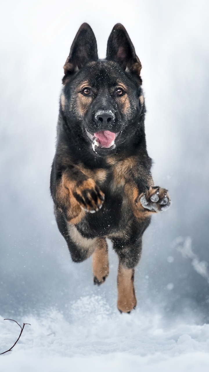 Download mobile wallpaper Winter, Dogs, Snow, Dog, Animal, German Shepherd, Depth Of Field for free.