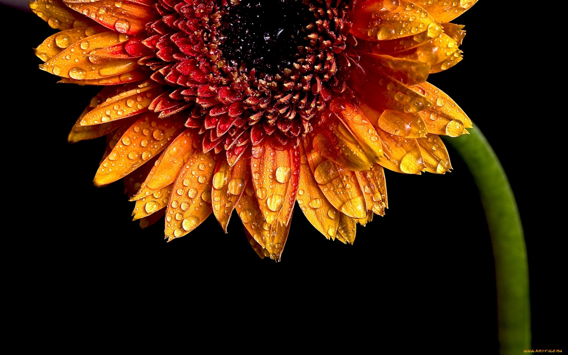 Download mobile wallpaper Flowers, Flower, Earth for free.