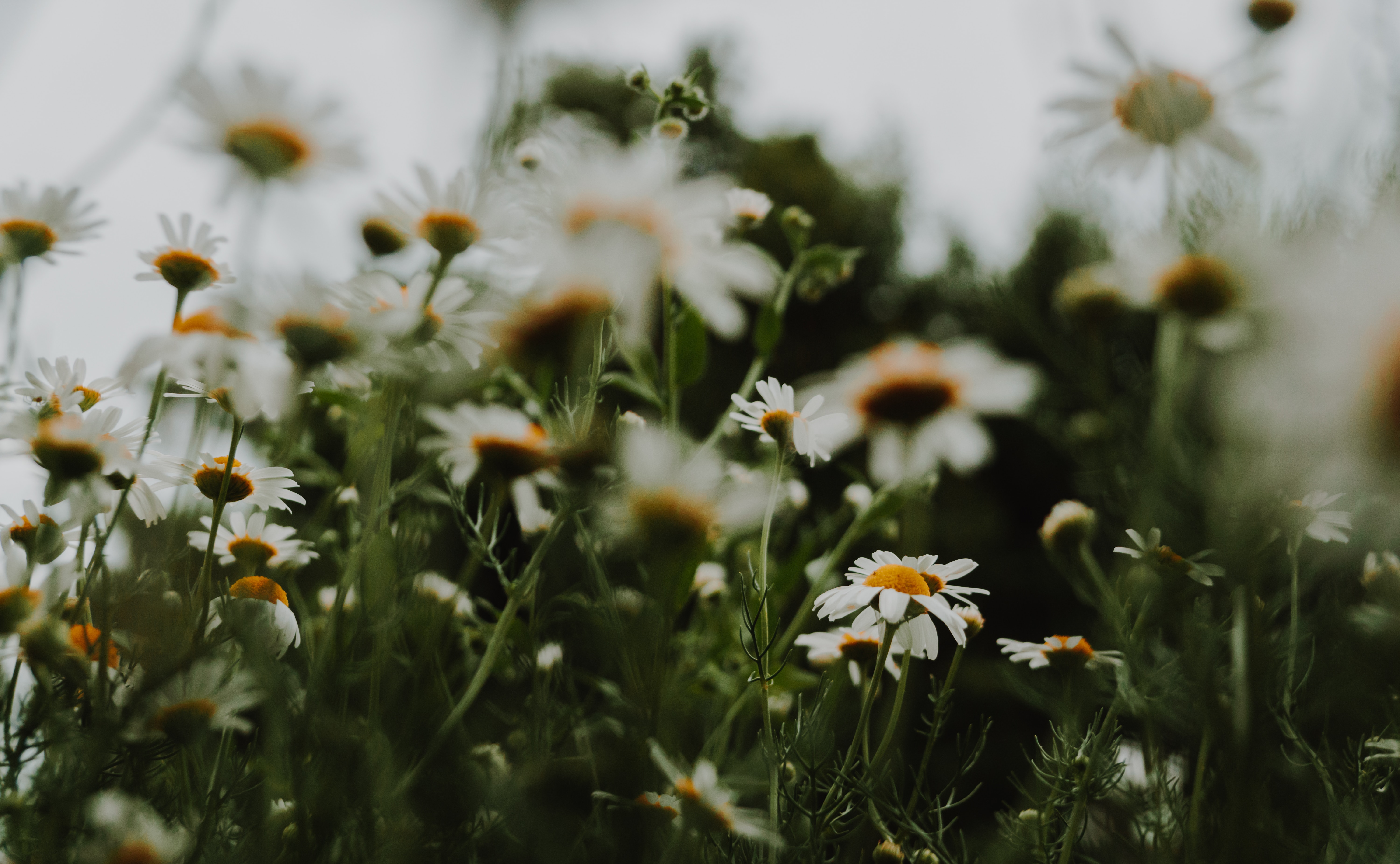 Free download wallpaper Flowers, Macro, Camomile on your PC desktop