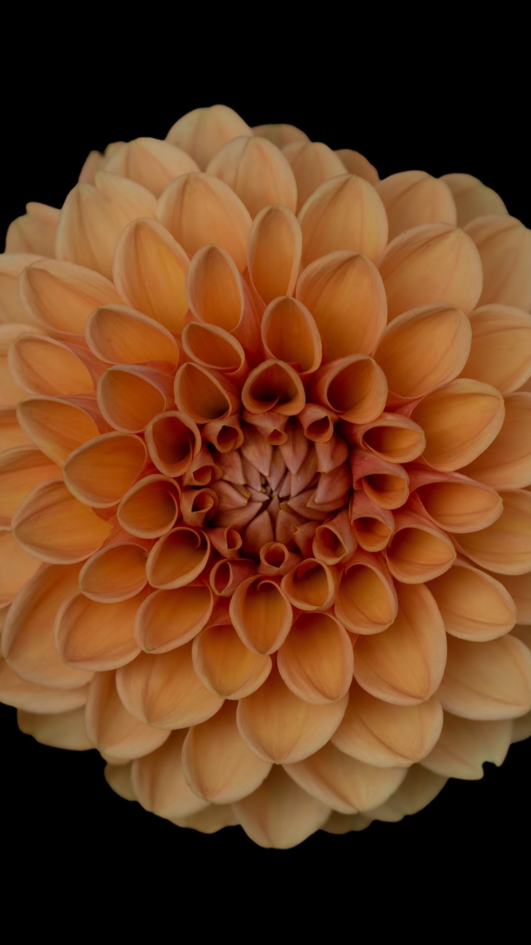 Download mobile wallpaper Flowers, Flower, Earth, Dahlia, Orange Flower for free.