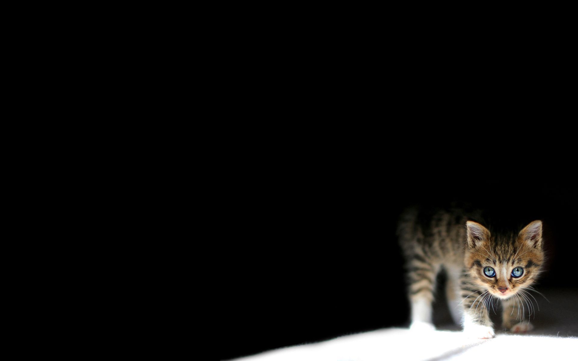 Free download wallpaper Kitty, Lie, Kitten, To Lie Down, Animals, Dark on your PC desktop