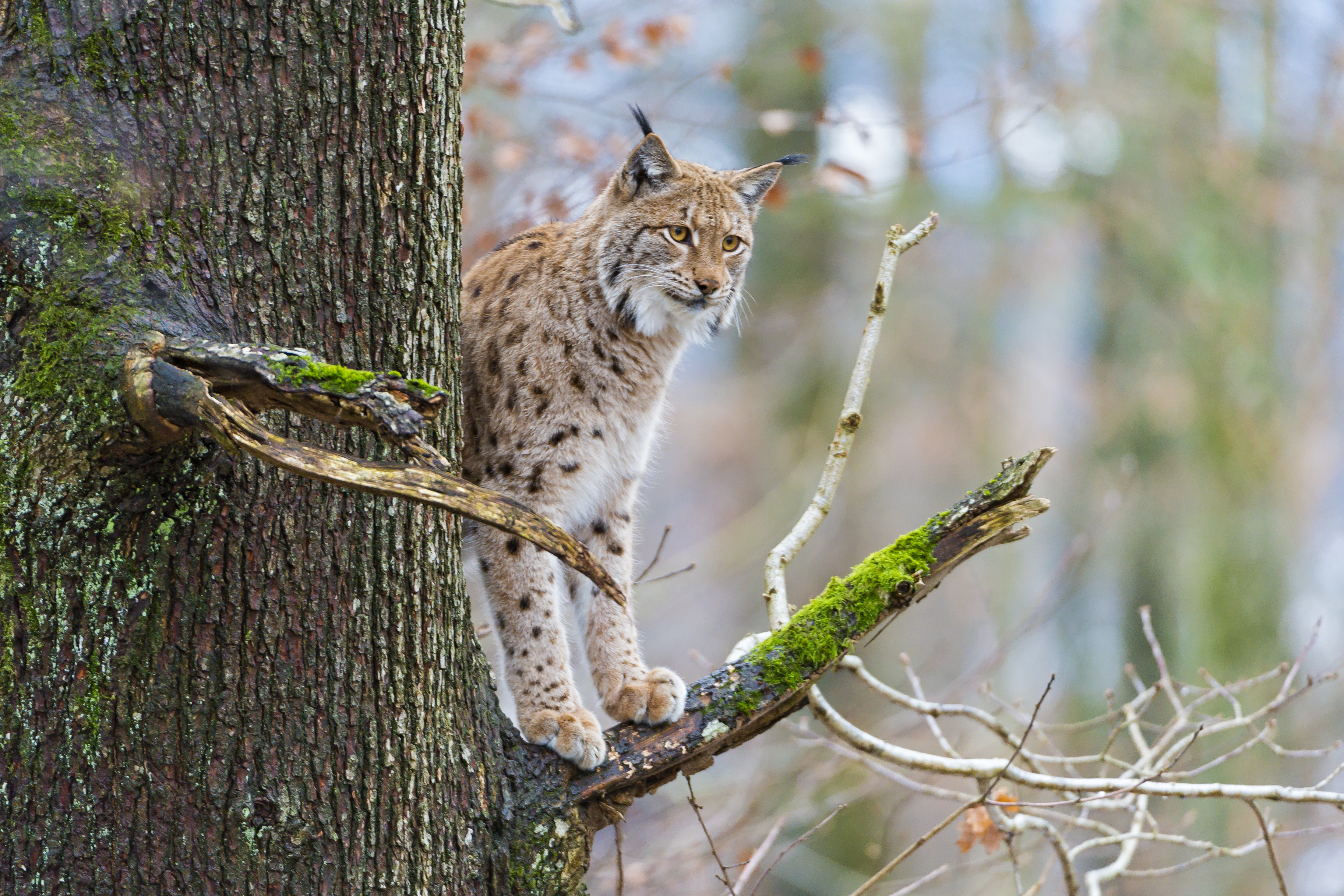 Descarga gratuita de fondo de pantalla para móvil de Lince, Gatos, Animales.