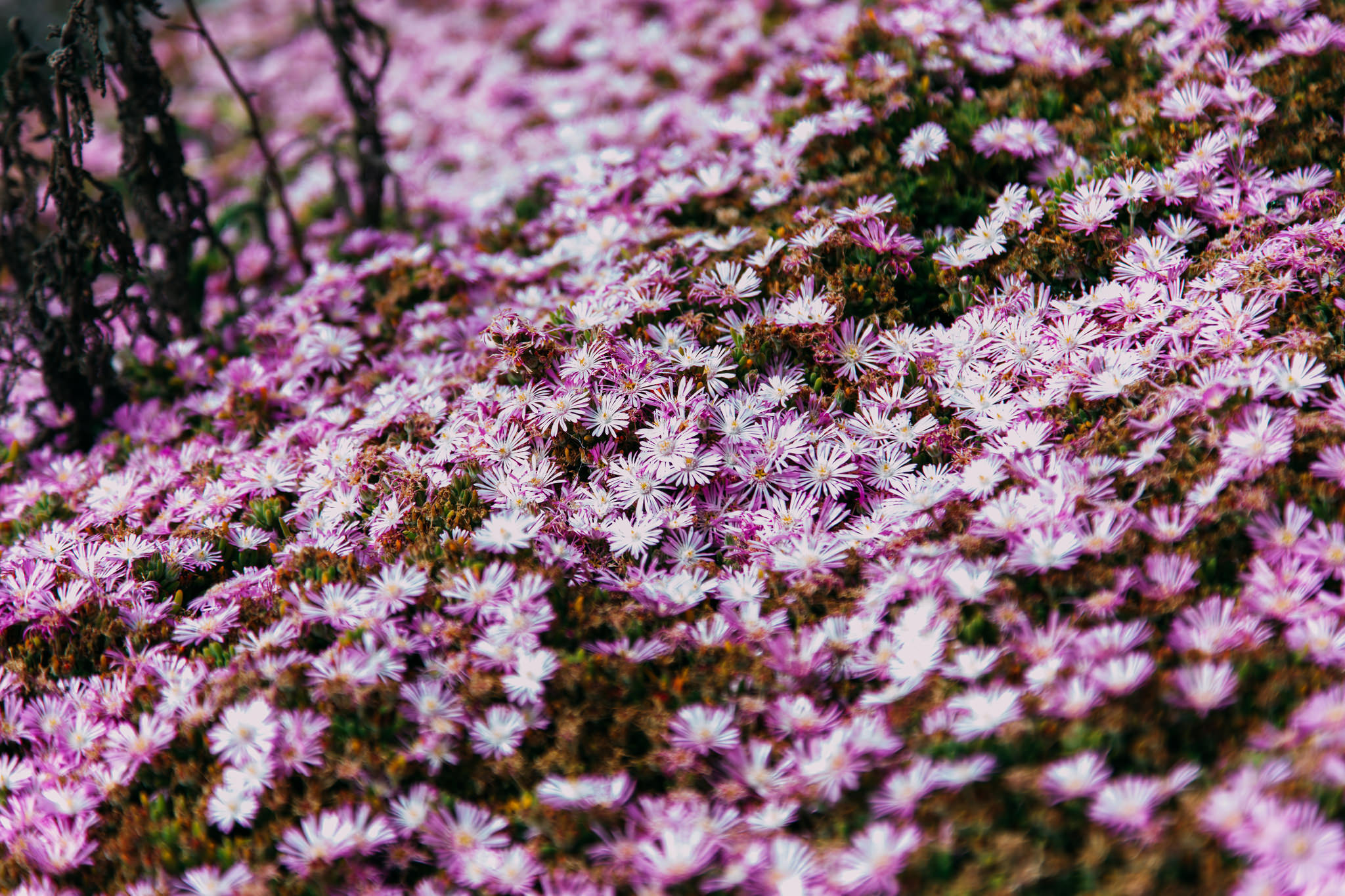 Laden Sie das Natur, Blumen, Blume, Erde/natur, Pinke Blume-Bild kostenlos auf Ihren PC-Desktop herunter