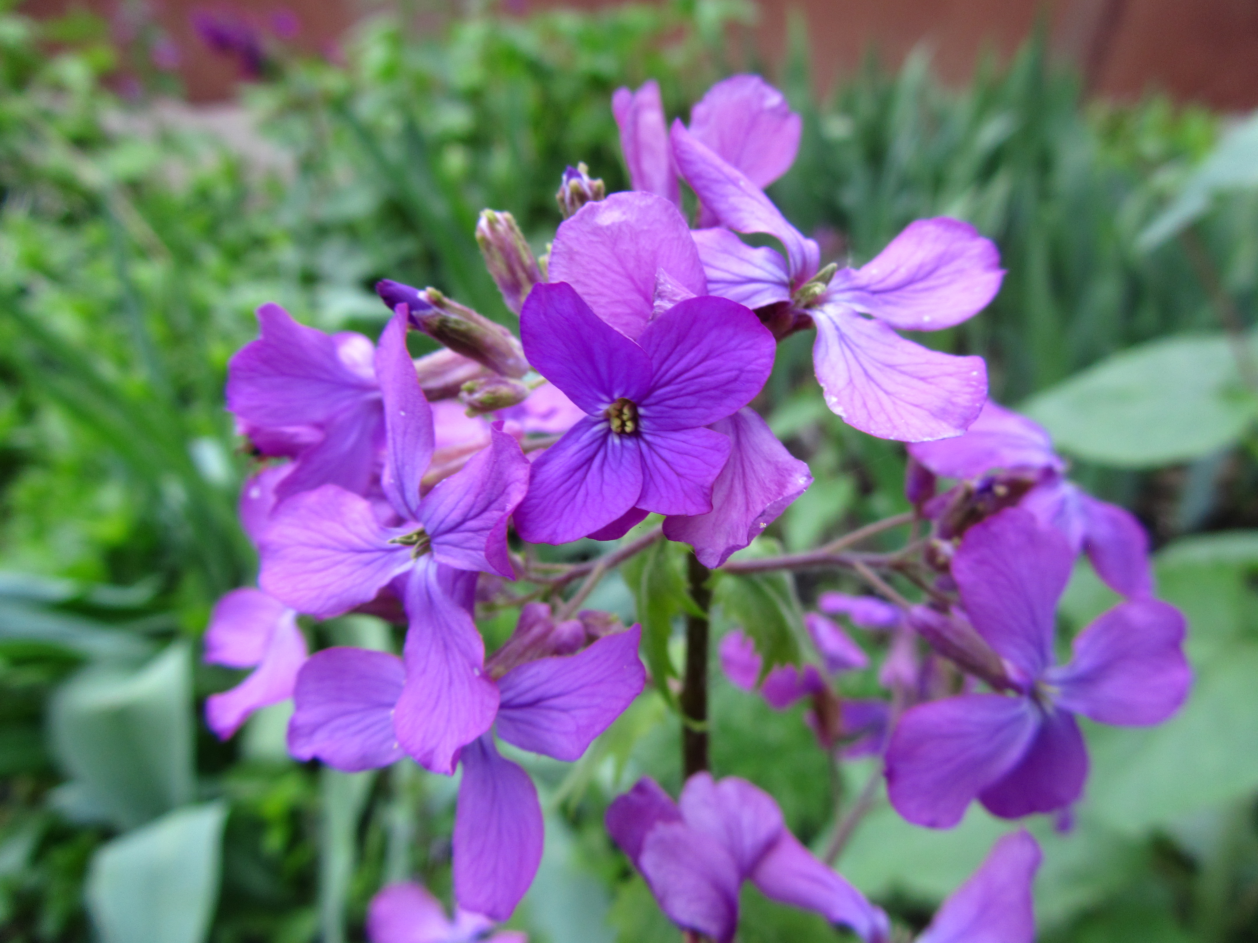 Descarga gratuita de fondo de pantalla para móvil de Flores, Flor, Tierra/naturaleza.