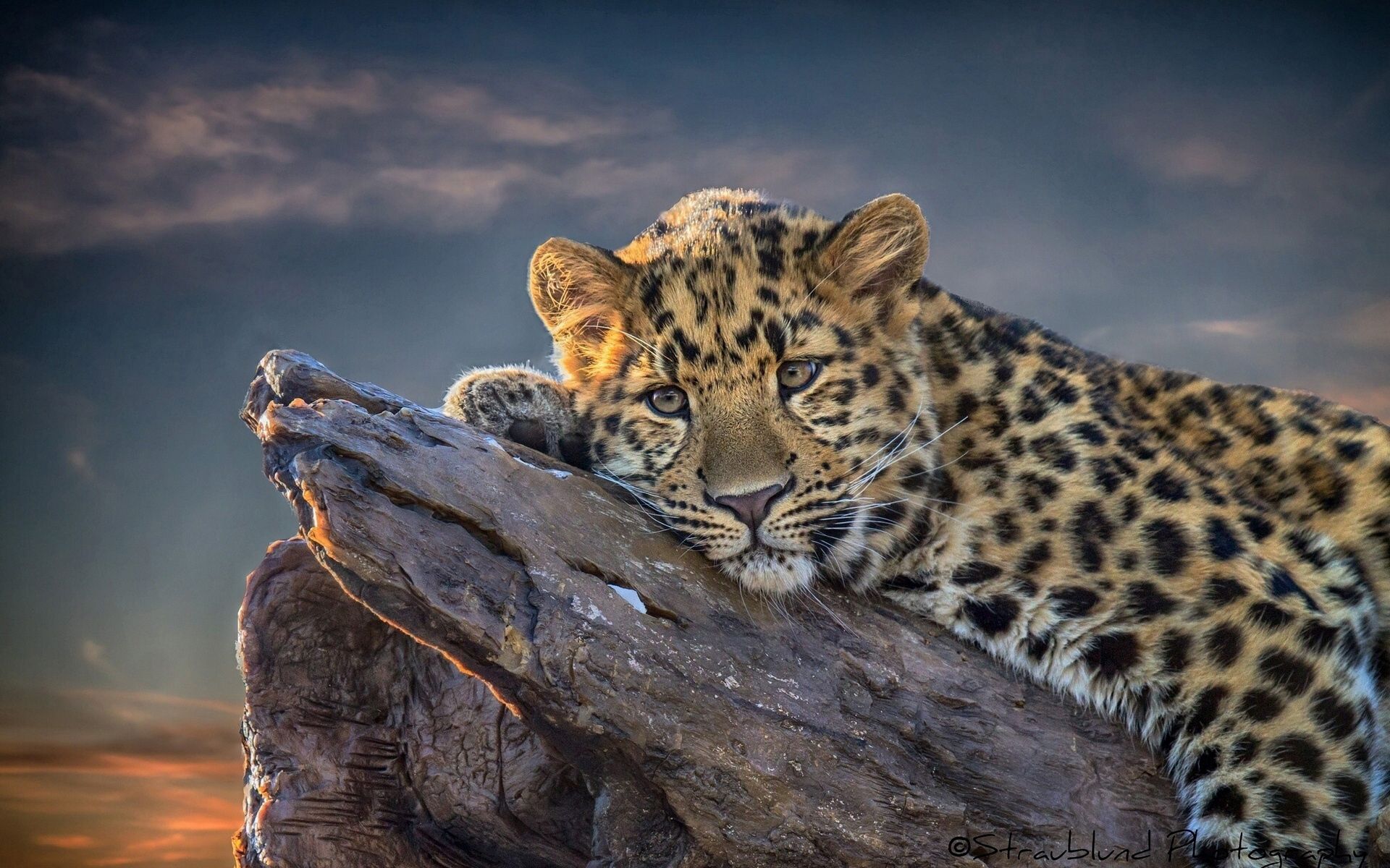 138266 Bild herunterladen tiere, lügen, liegt, leopard, haken - Hintergrundbilder und Bildschirmschoner kostenlos