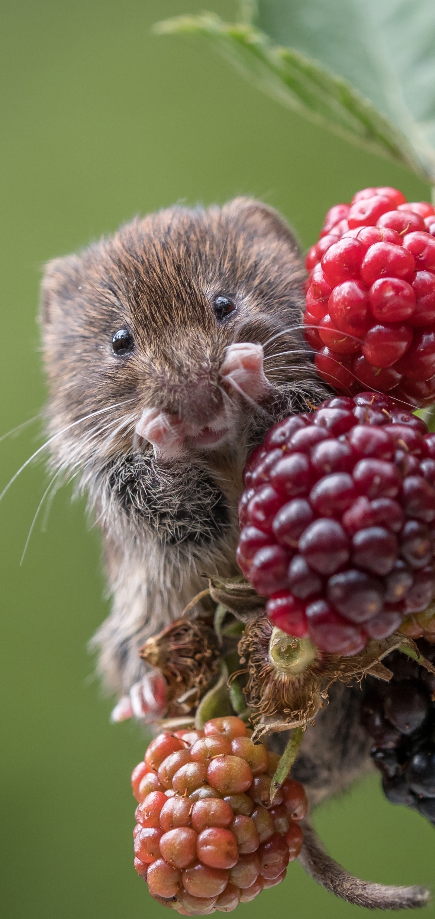 Handy-Wallpaper Tiere, Himbeere, Beere, Frucht, Maus, Nagetier kostenlos herunterladen.