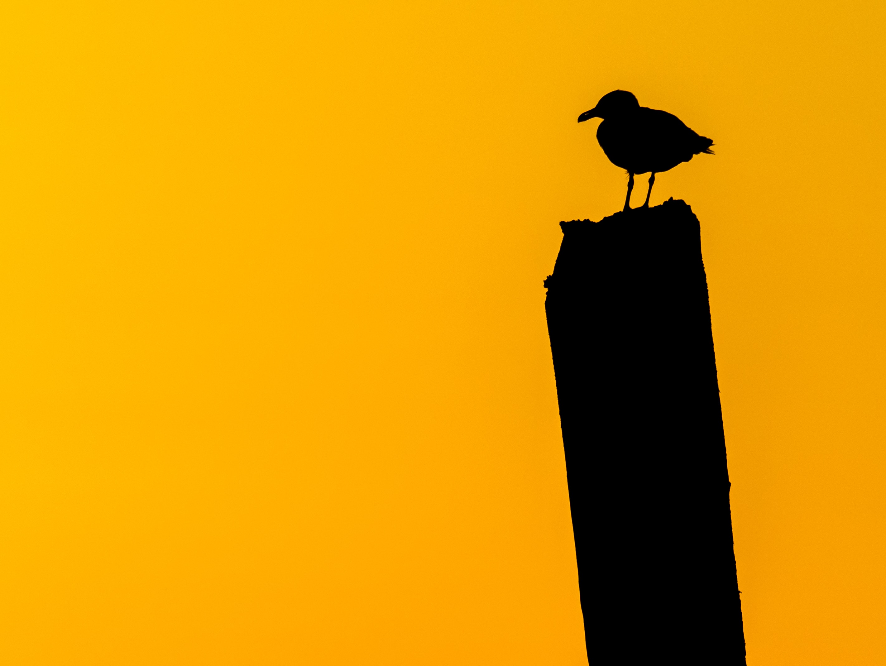 Handy-Wallpaper Silhouette, Minimalismus, Dunkel, Vogel kostenlos herunterladen.