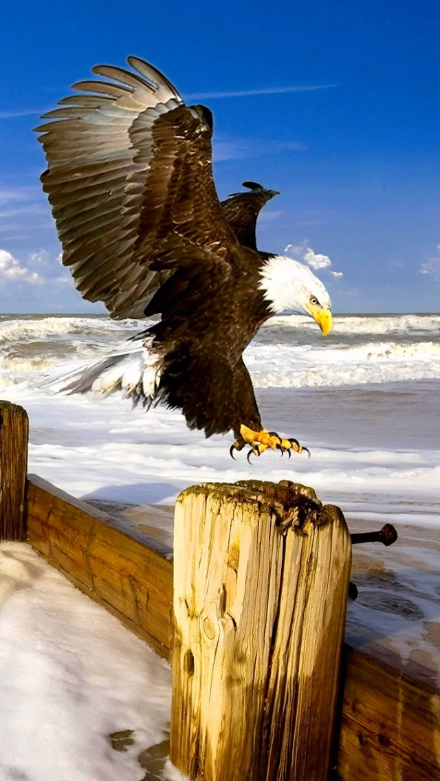 Download mobile wallpaper Birds, Water, Bird, Ocean, Animal, Eagle, Wave, Bald Eagle for free.