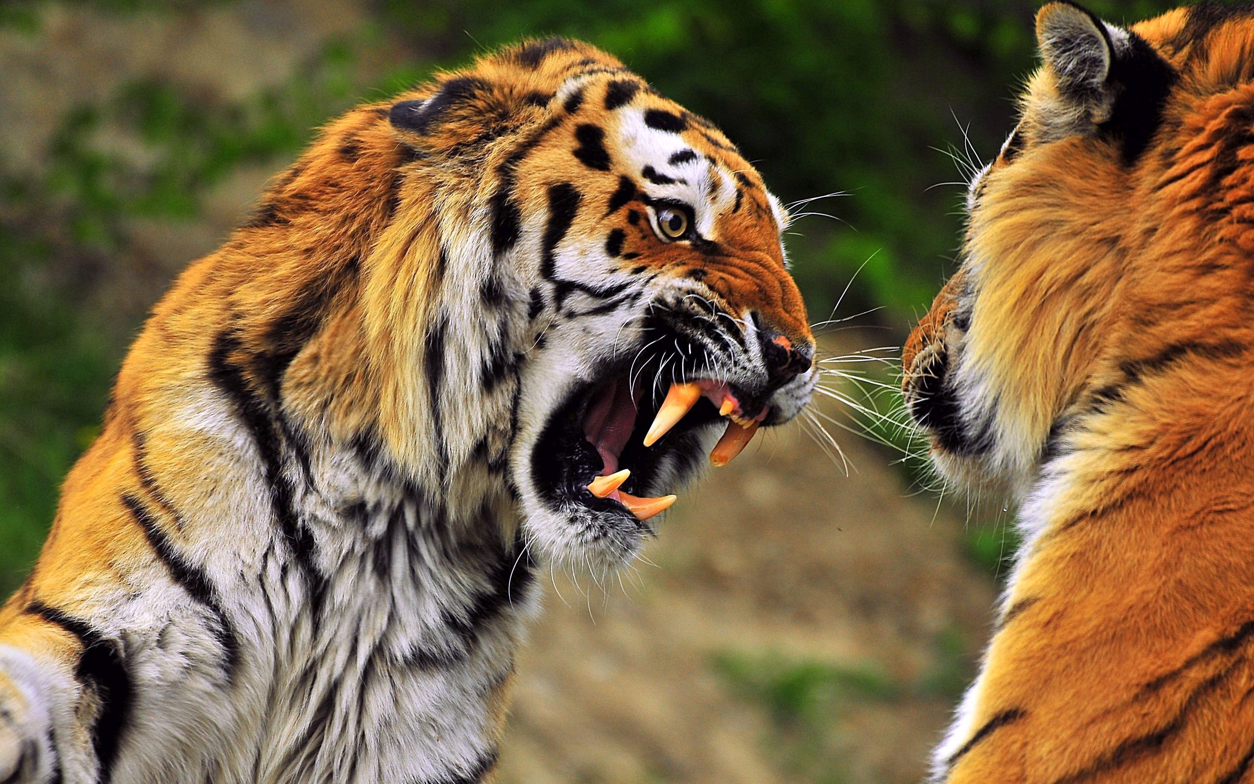 121039 descargar imagen animales, agresión, sonrisa, bozal, depredador, tigre: fondos de pantalla y protectores de pantalla gratis