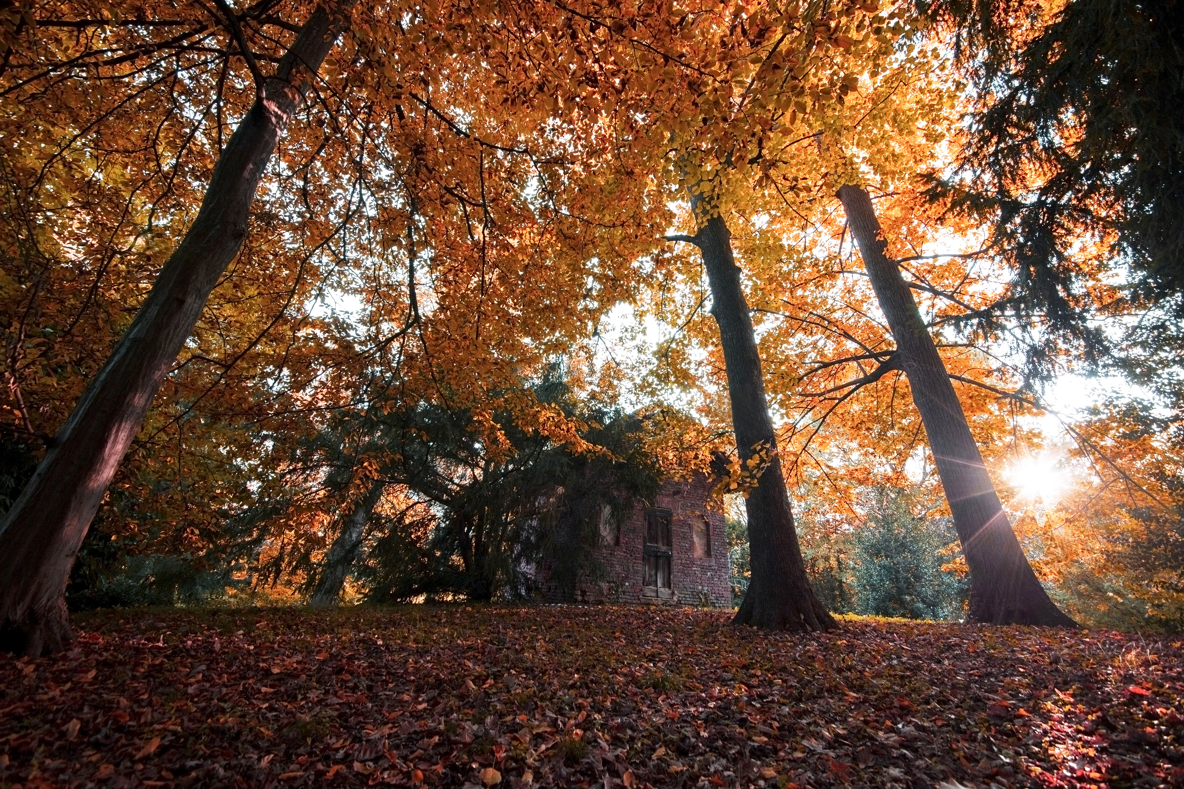 Handy-Wallpaper Herbst, Fotografie kostenlos herunterladen.