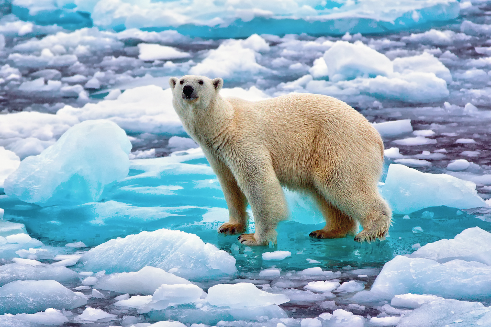 Download mobile wallpaper Animal, Polar Bear for free.