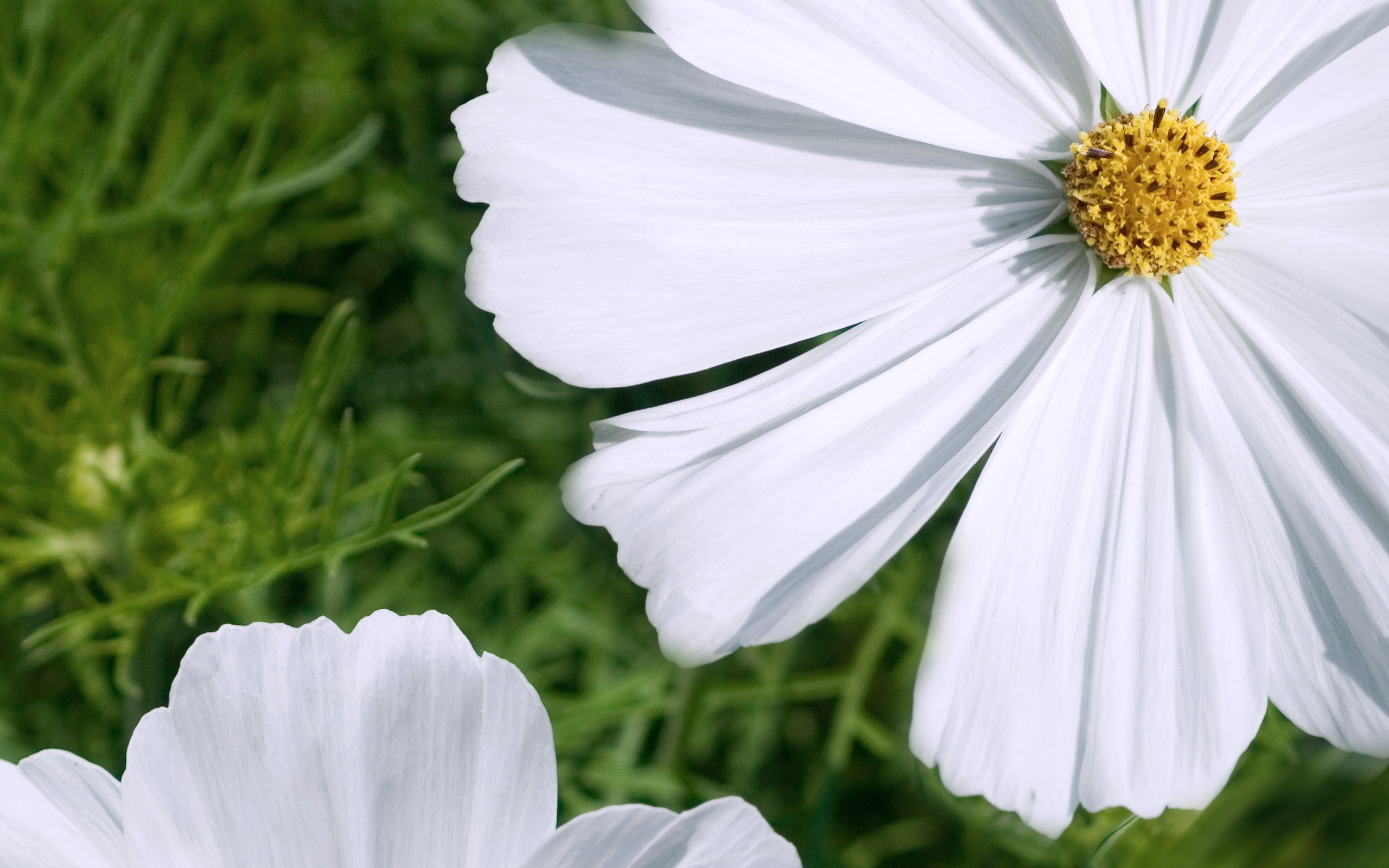 Handy-Wallpaper Blumen, Blume, Erde/natur kostenlos herunterladen.