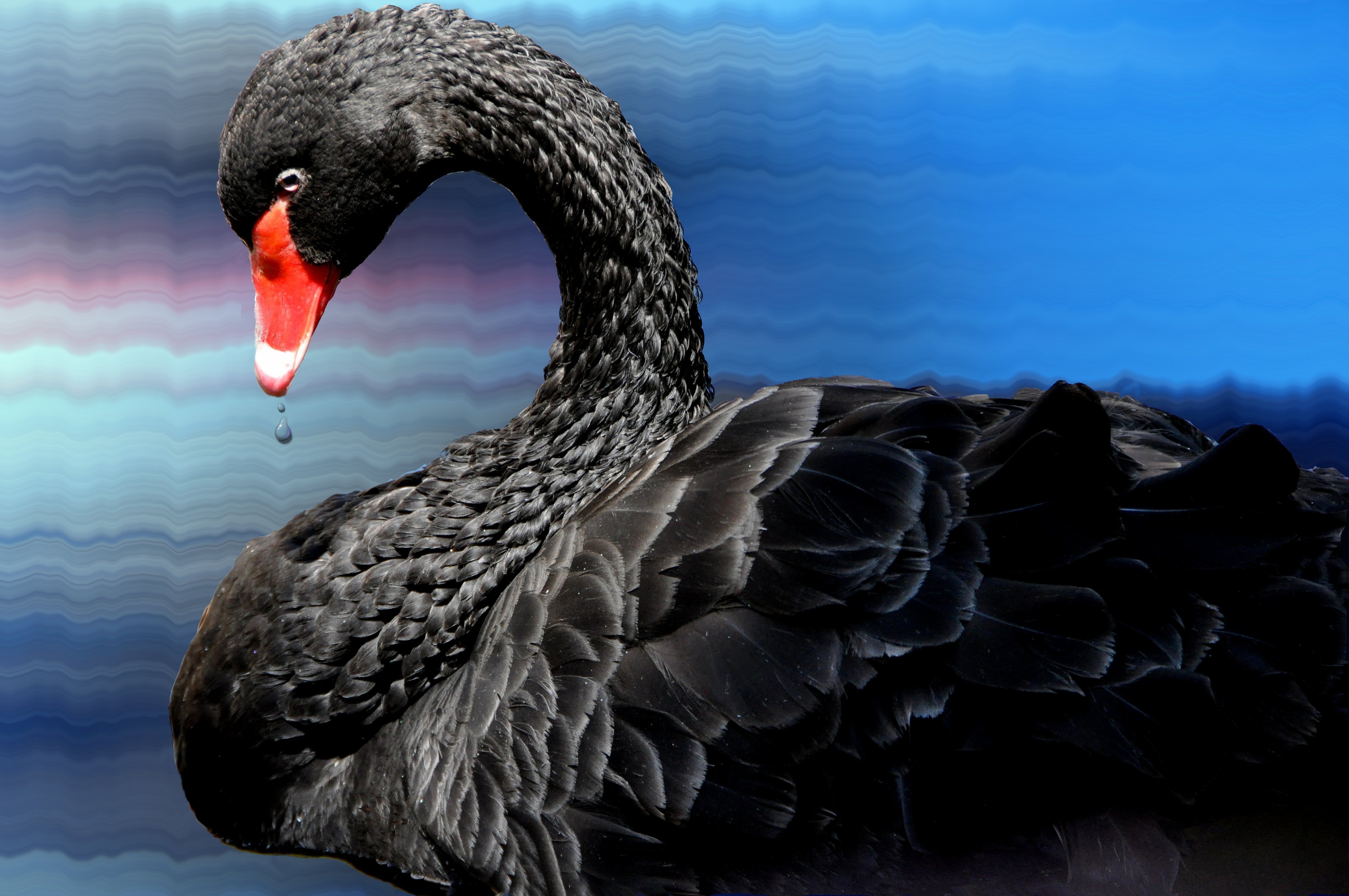 389501 Bild herunterladen tiere, schwarzer schwan, vogel, schwan, vögel - Hintergrundbilder und Bildschirmschoner kostenlos