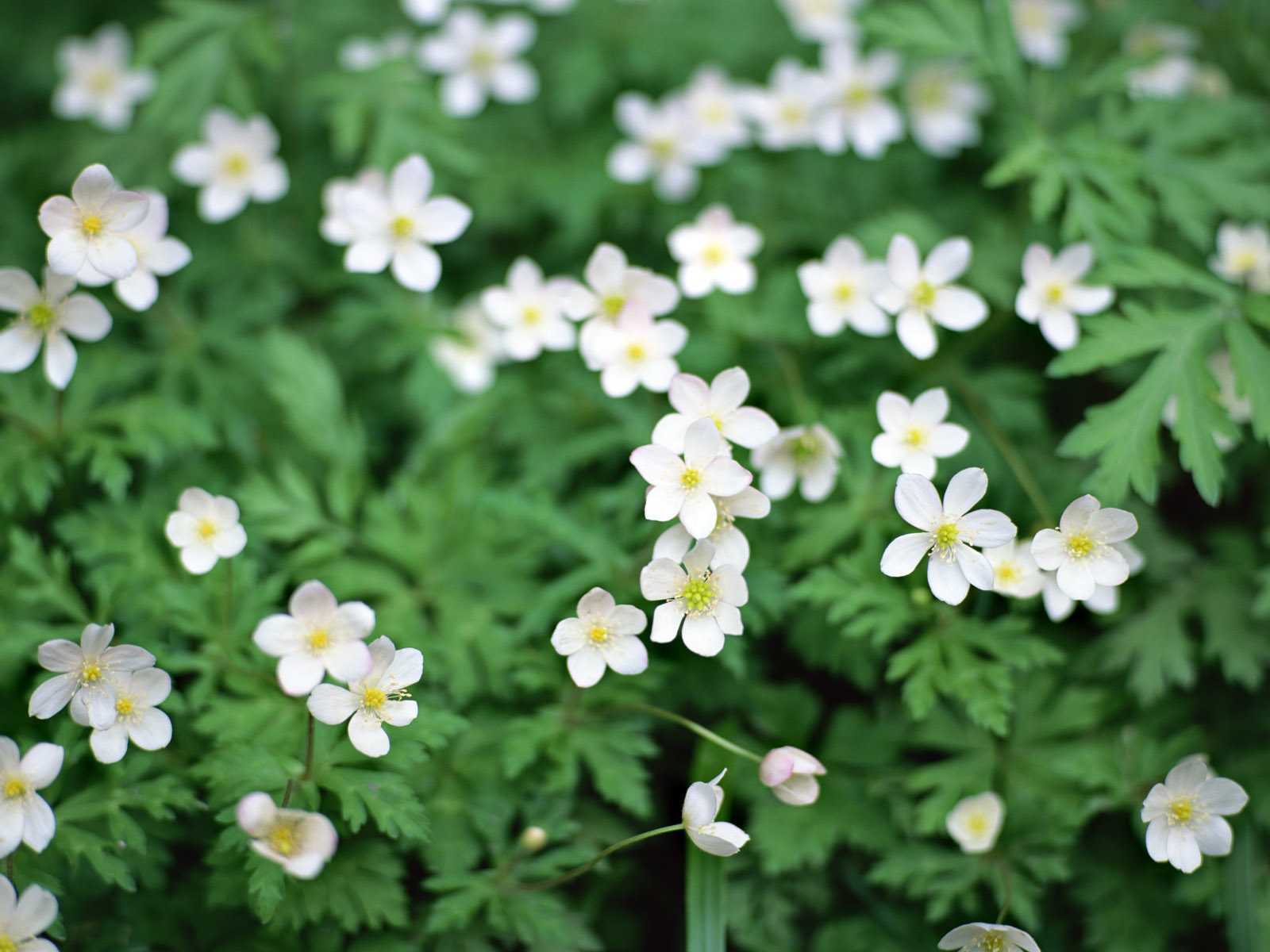 Téléchargez des papiers peints mobile Fleurs, Fleur, Terre/nature gratuitement.