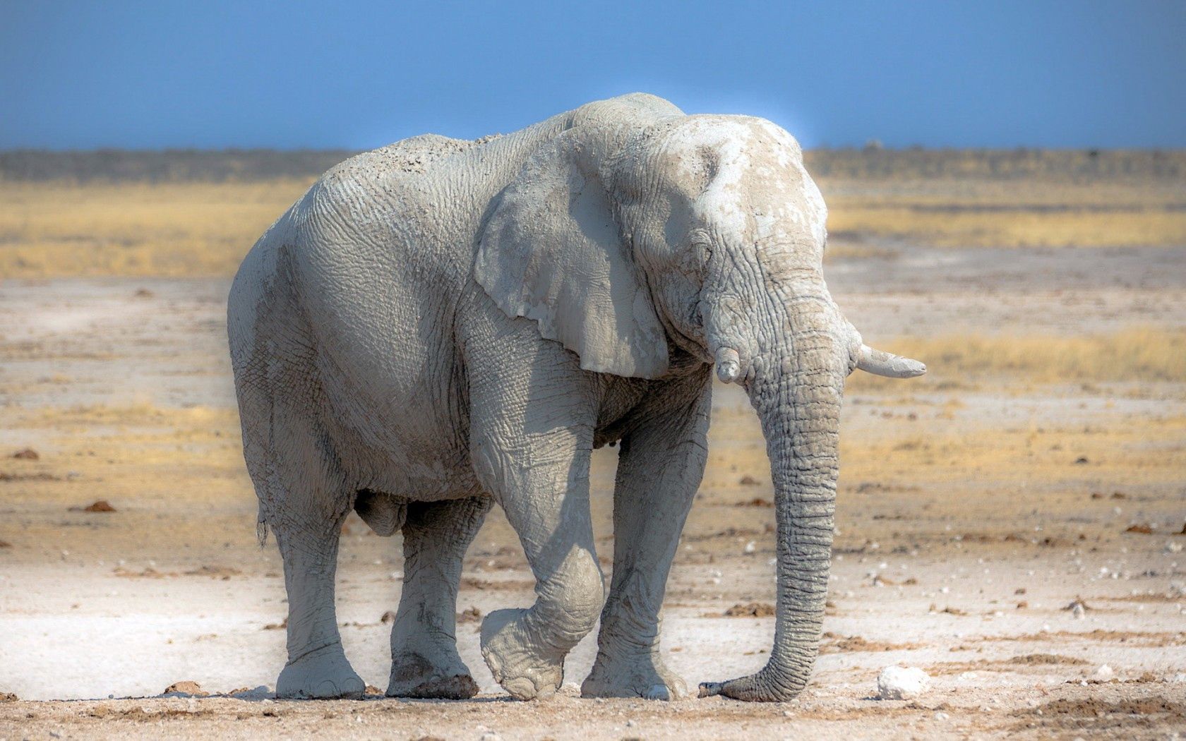 Скачати мобільні шпалери Тварини, Слон, Африка, Природа безкоштовно.
