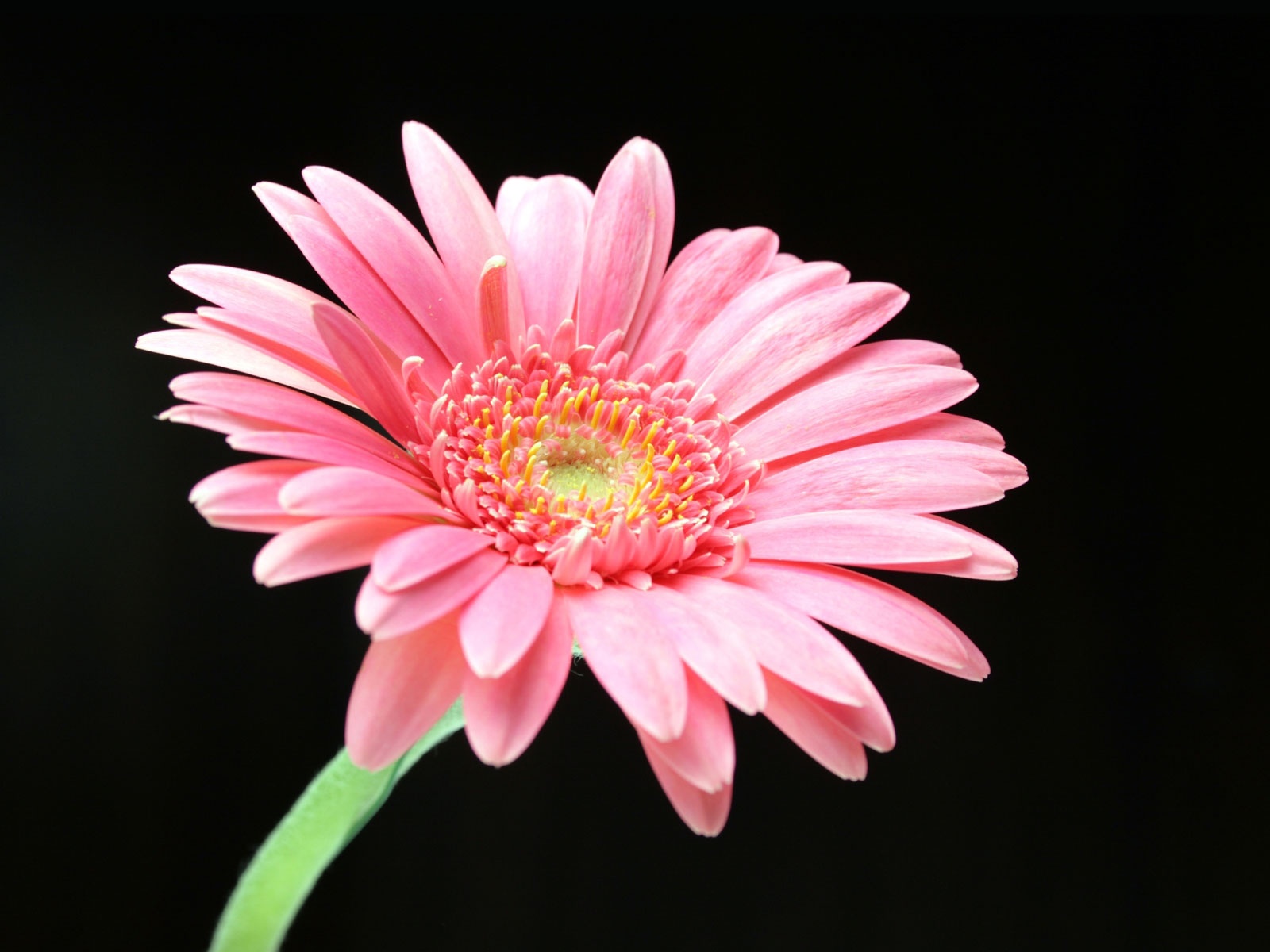 Download mobile wallpaper Flowers, Flower, Earth, Gerbera, Pink Flower for free.