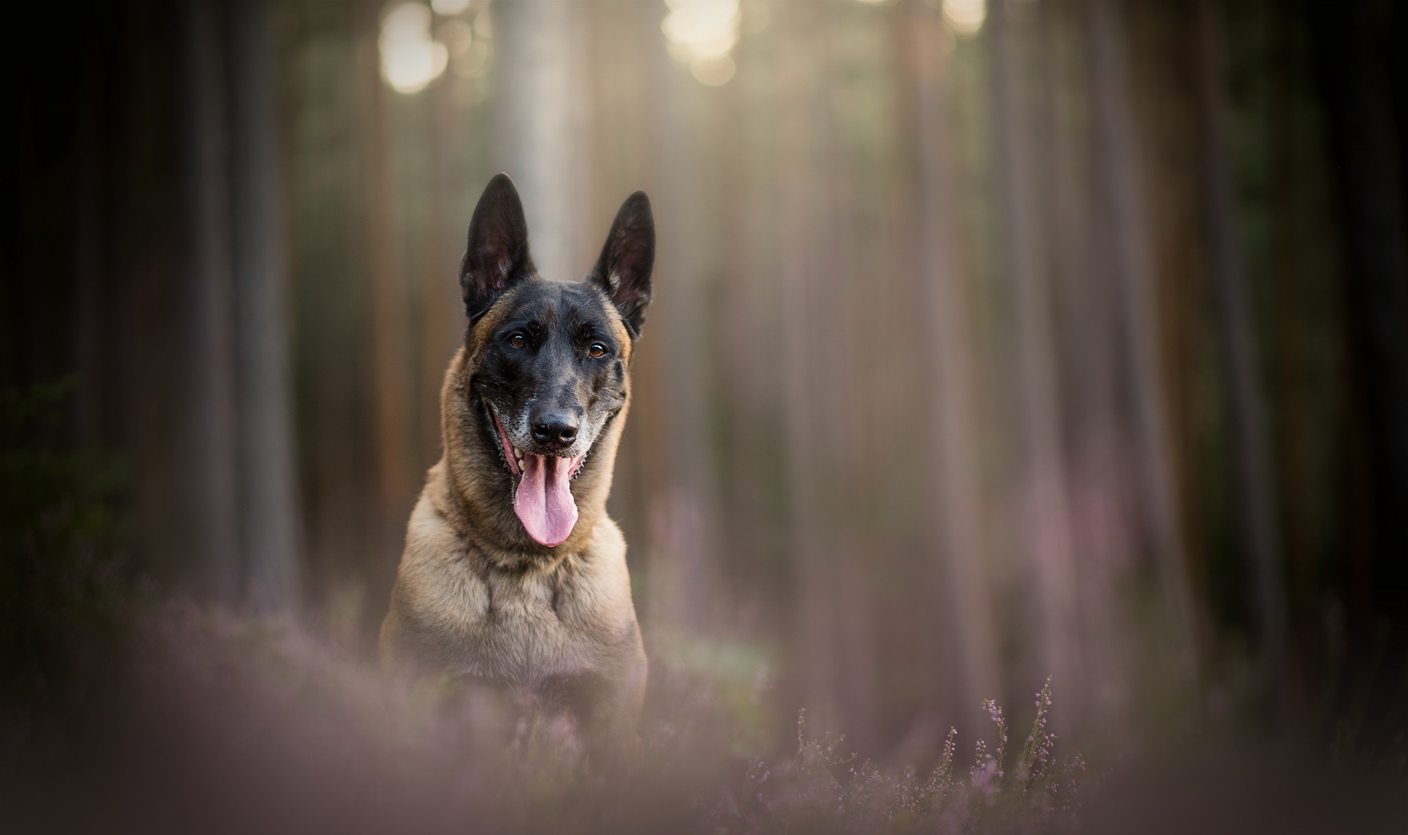 Free download wallpaper Dogs, Dog, Animal, Depth Of Field, Belgian Malinois on your PC desktop