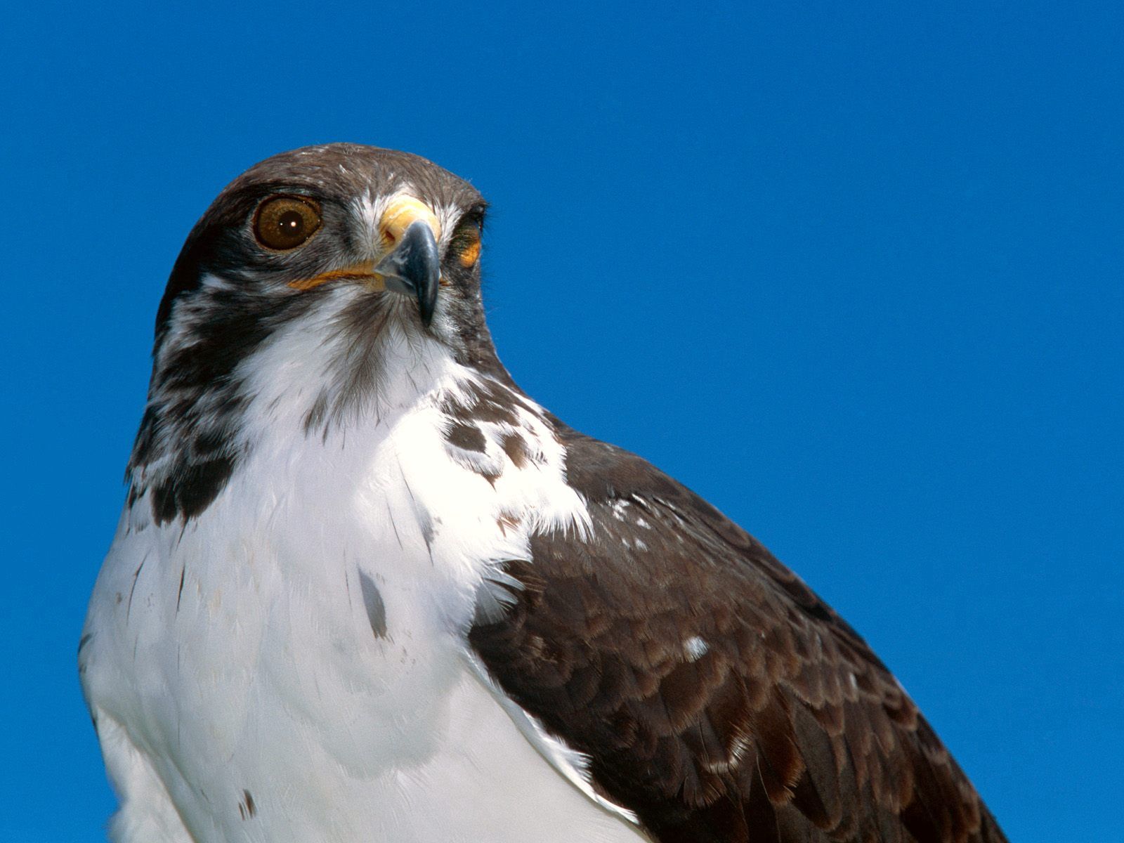 eagle, beak, animals, sky, bird, predator phone background