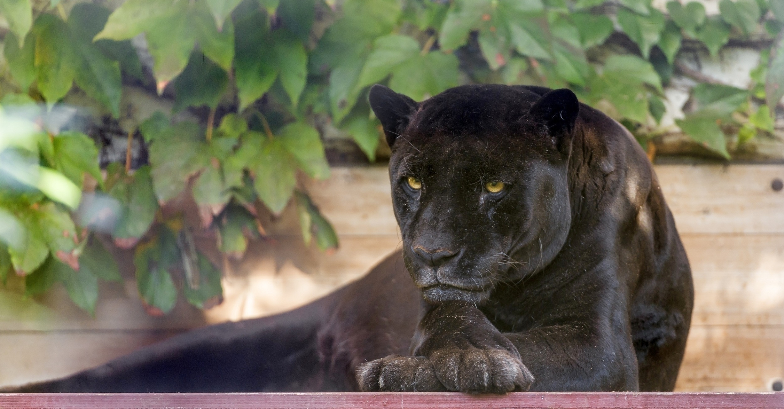 98484 скачать обои дикая кошка, пантера, хищник, черный, животные - заставки и картинки бесплатно