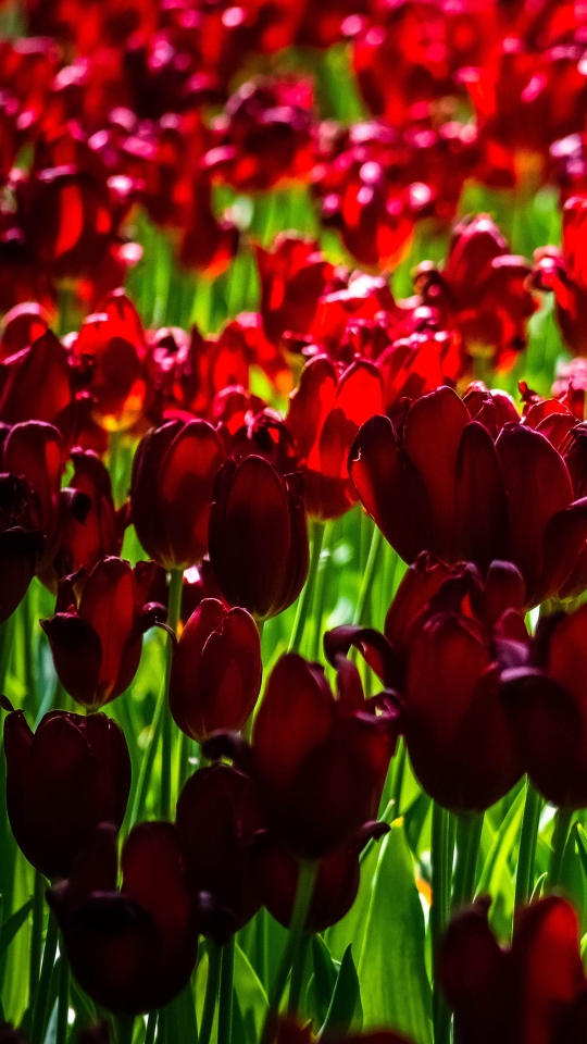 Descarga gratuita de fondo de pantalla para móvil de Naturaleza, Flores, Verano, Flor, Tulipán, Flor Roja, Tierra/naturaleza, El Verano.