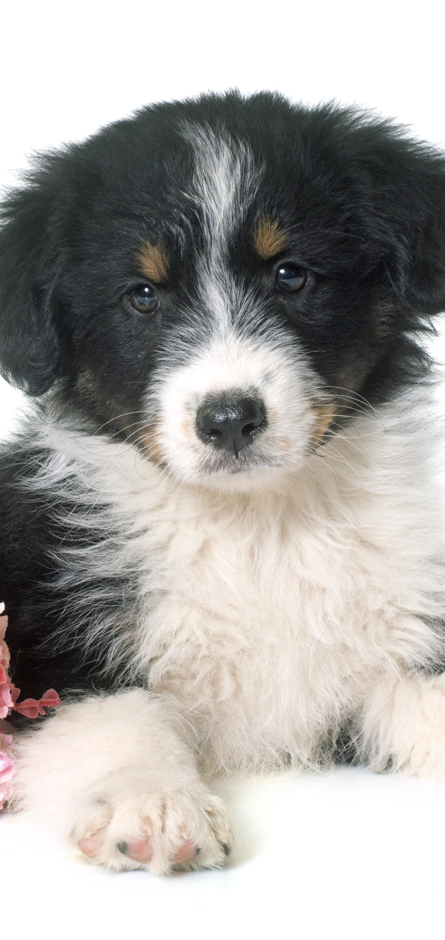 PCデスクトップに動物, 犬, 子犬, 可愛い, オーストラリアン シェパード画像を無料でダウンロード