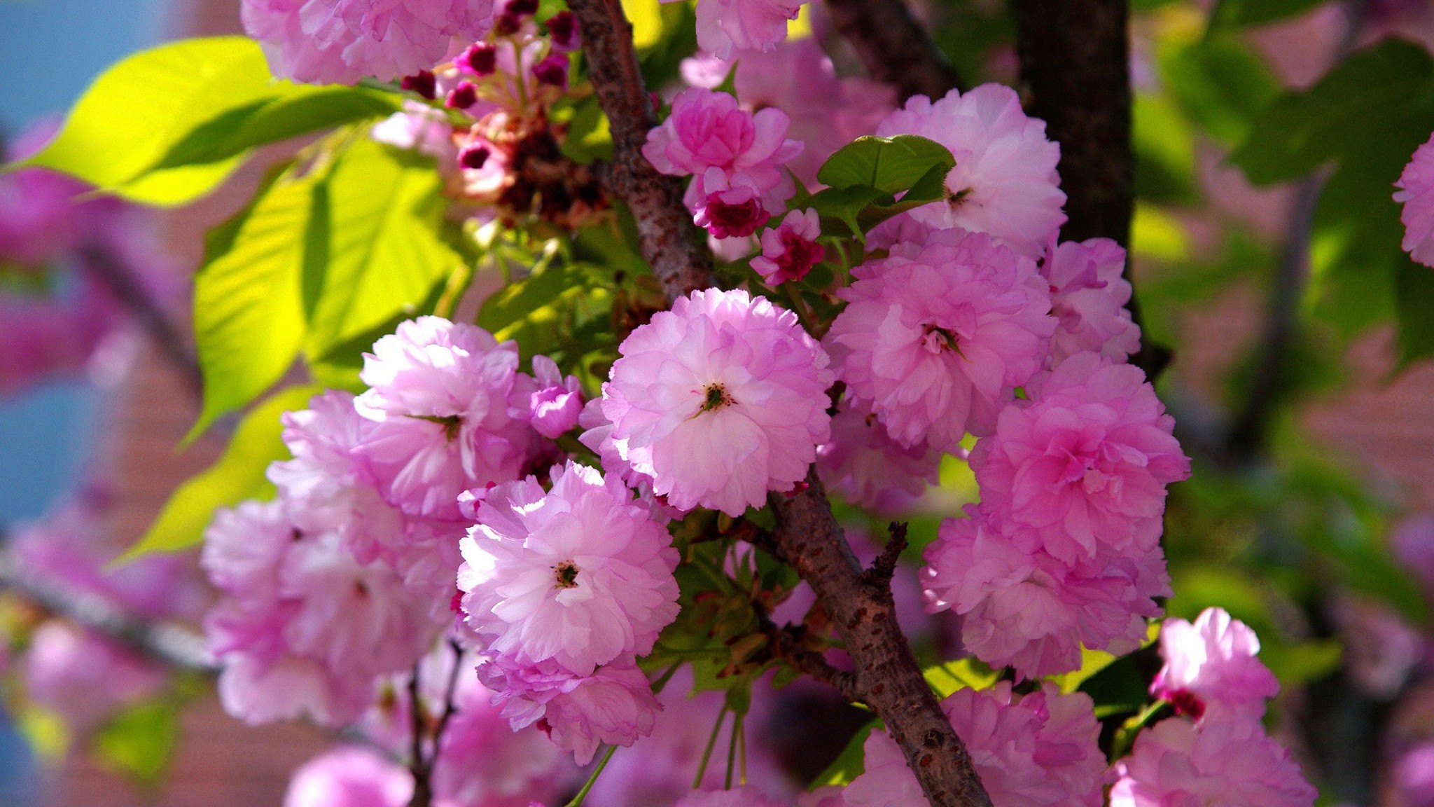 無料モバイル壁紙自然, フラワーズ, 葉, 花, 地球, ピンクの花をダウンロードします。
