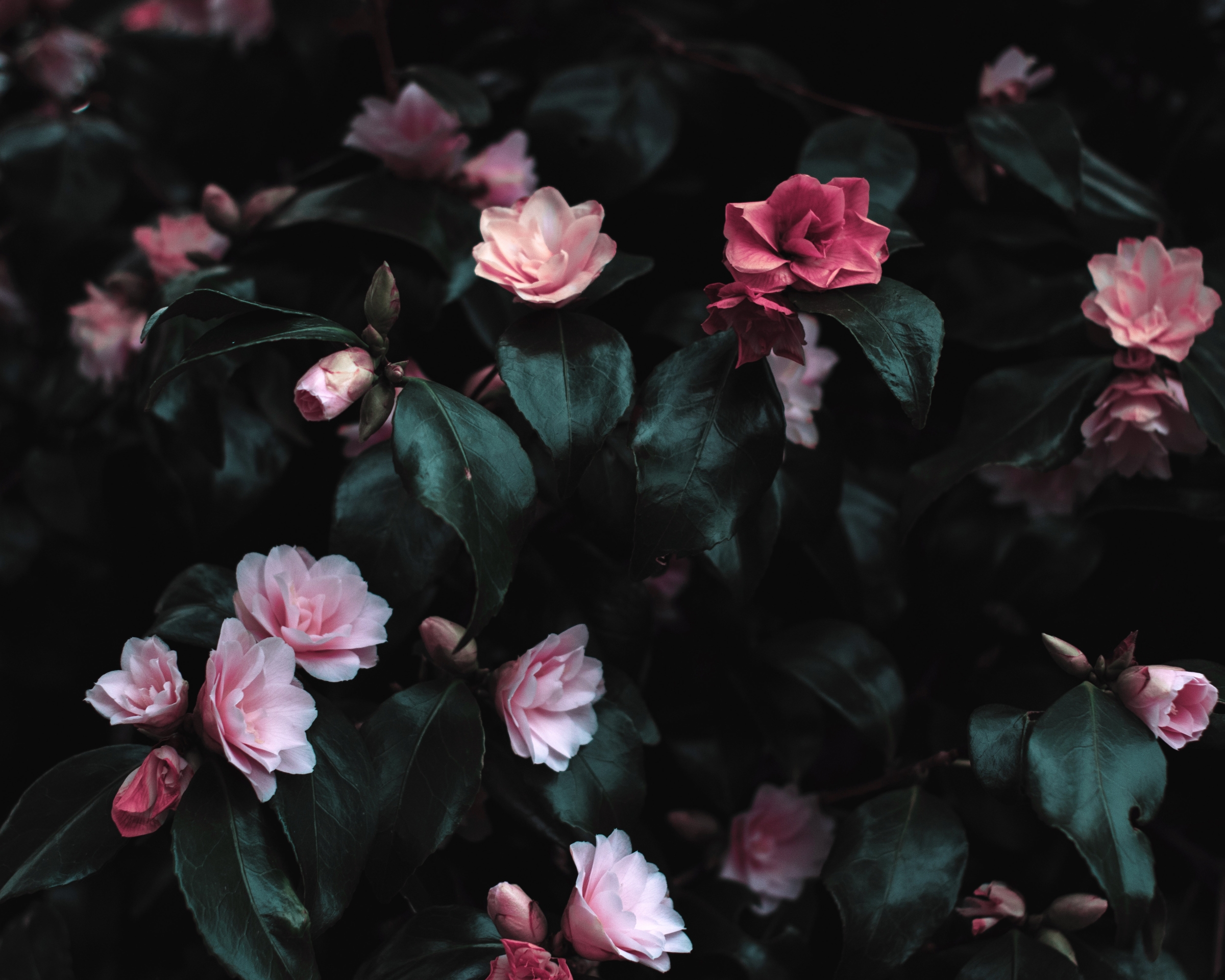 Скачать обои бесплатно Цветок, Растение, Завод, Земля/природа, Розовый Цветок, Флауэрсы картинка на рабочий стол ПК
