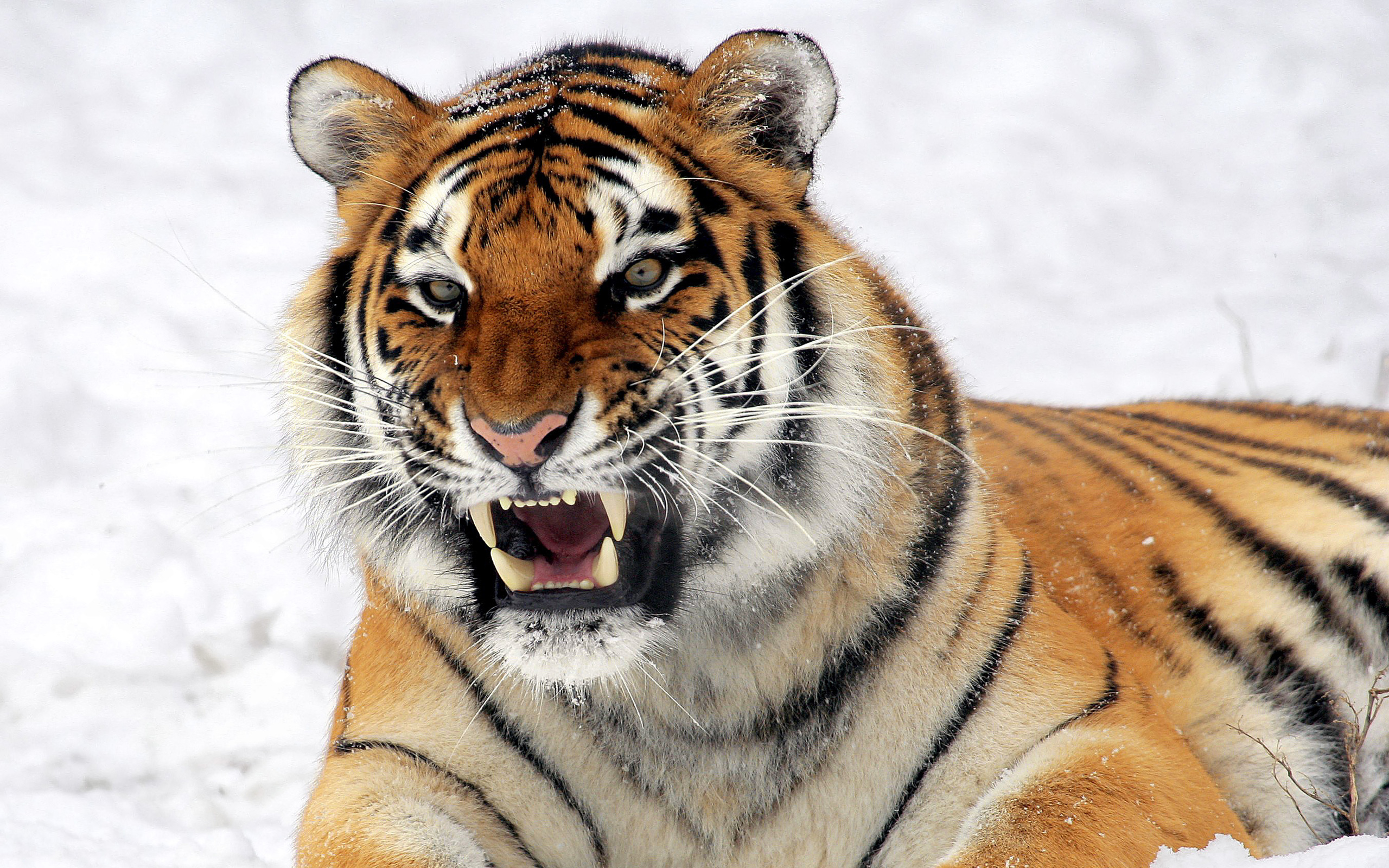 Téléchargez gratuitement l'image Animaux, Tigre sur le bureau de votre PC