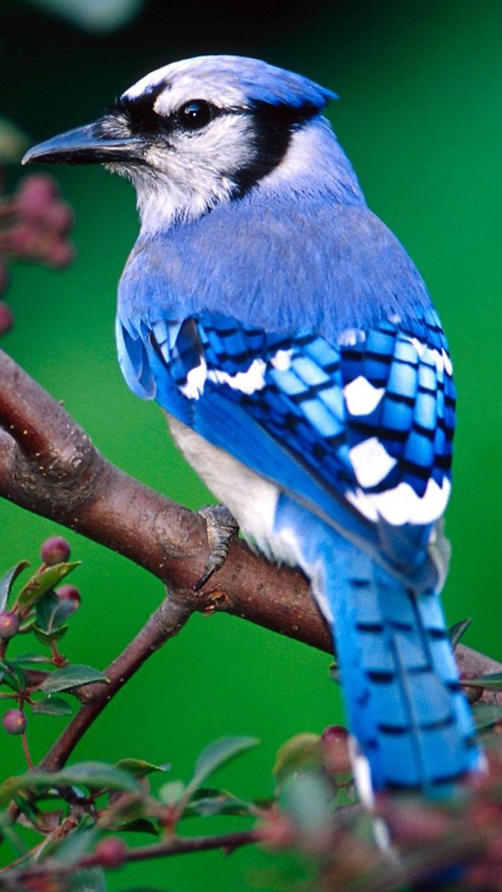 Descarga gratuita de fondo de pantalla para móvil de Animales, Aves, Arrendajo Azul.