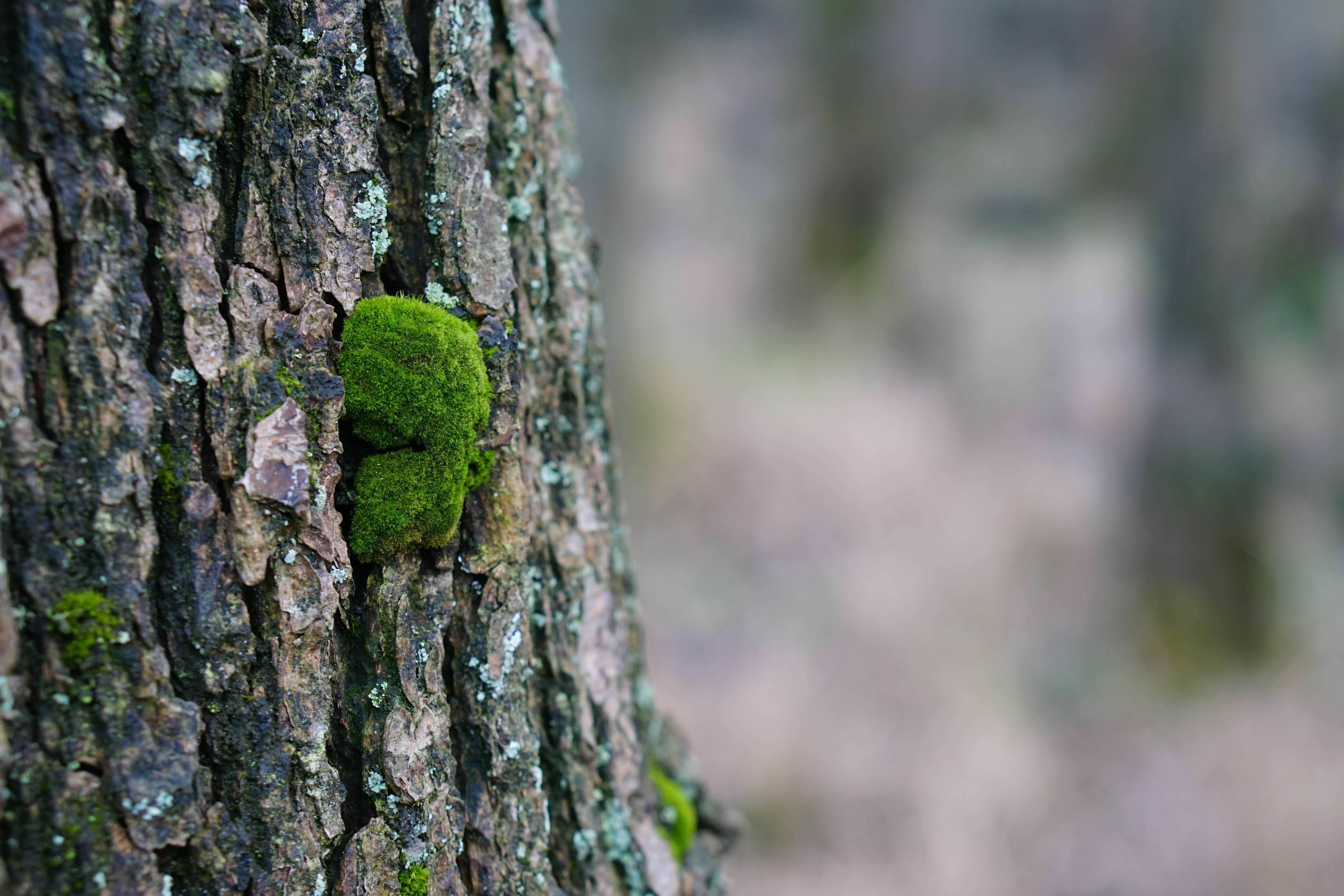 Free download wallpaper Nature, Tree, Moss, Bark, Wood on your PC desktop