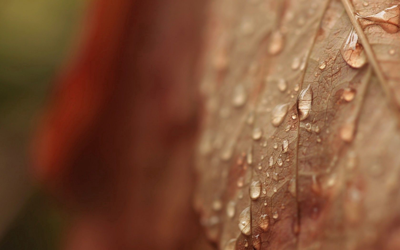drops, autumn, macro, sheet, leaf, dry, veins