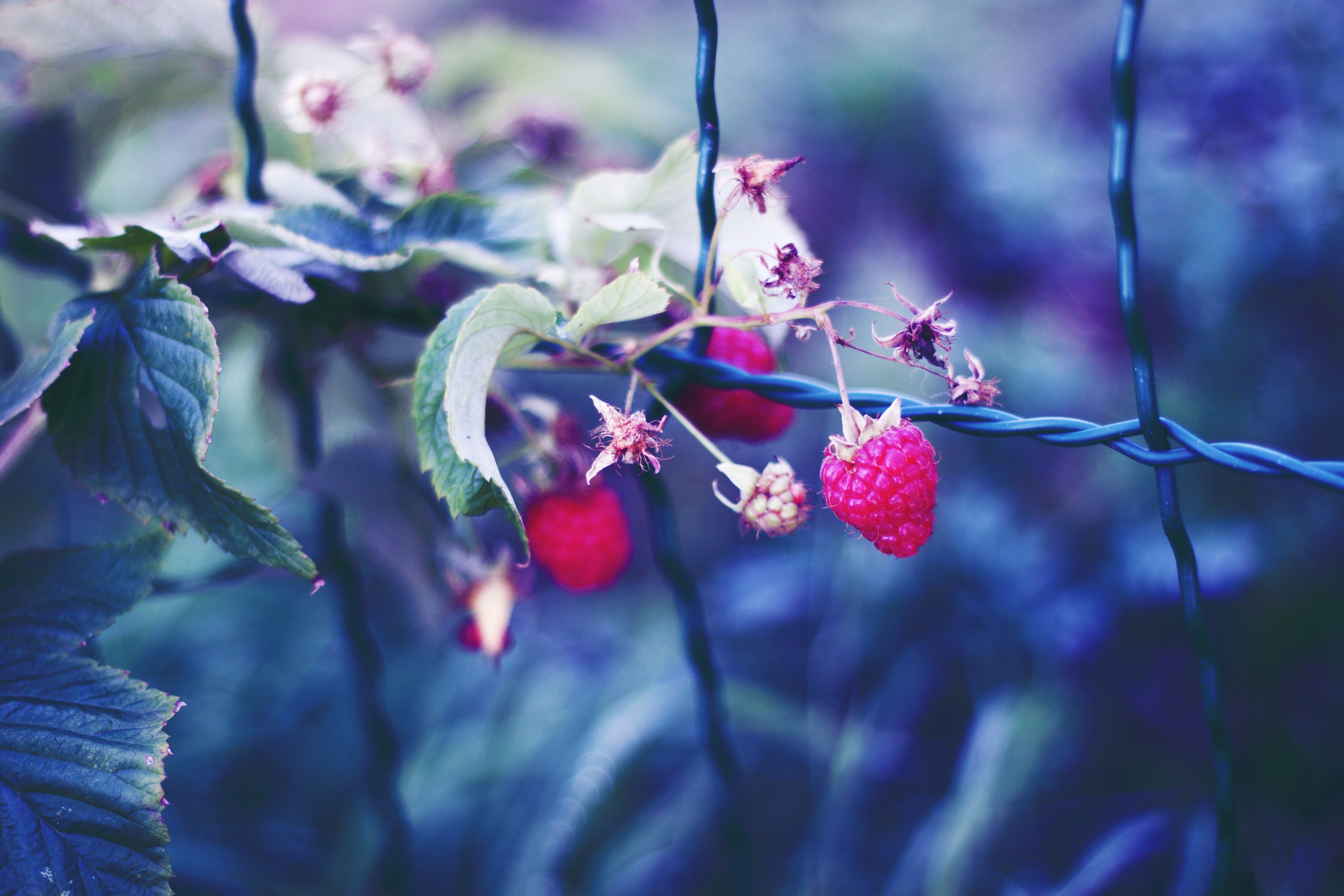 Free download wallpaper Raspberry, Berries, Macro, Petals on your PC desktop