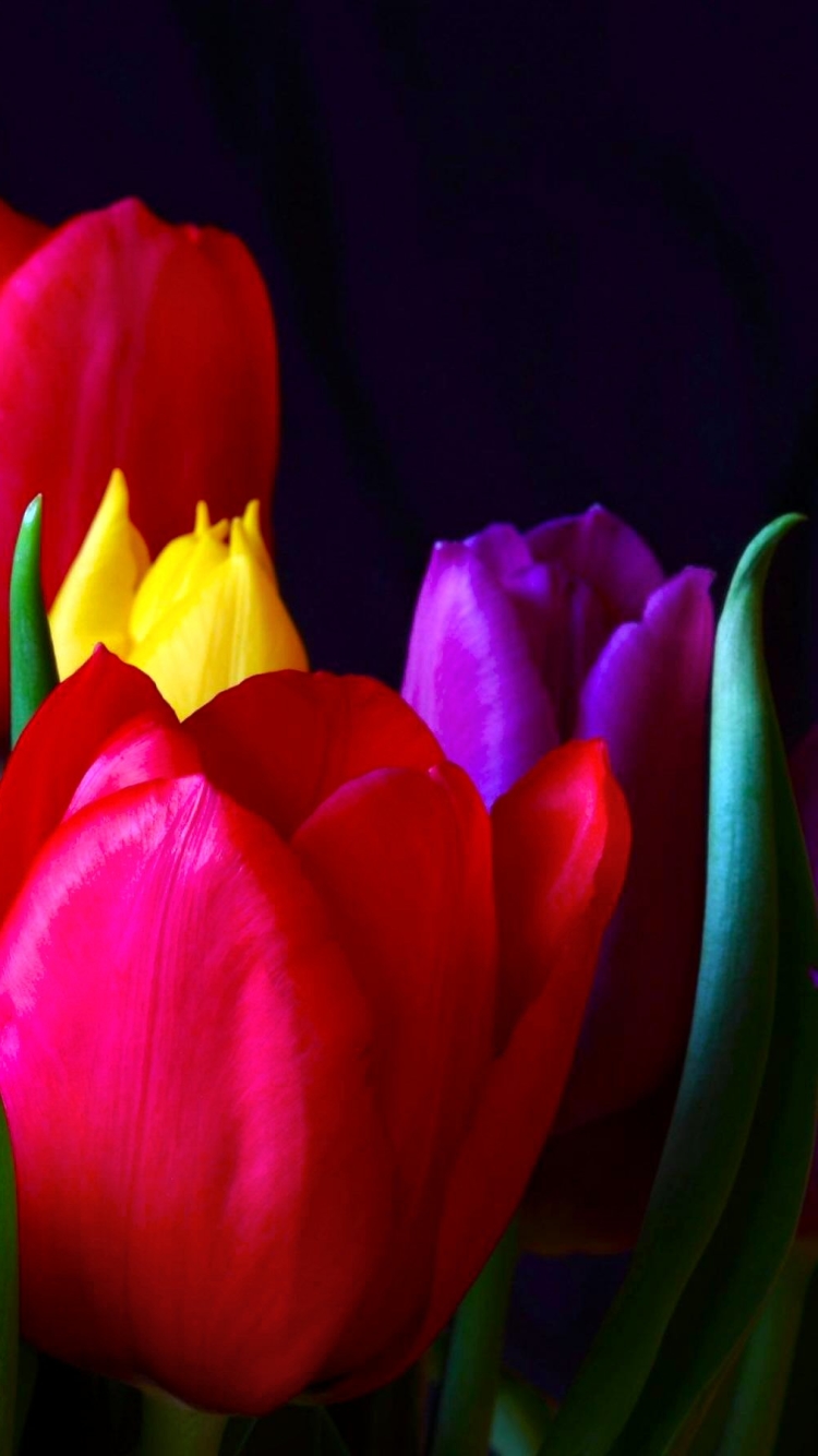 Descarga gratuita de fondo de pantalla para móvil de Flores, Flor, Vistoso, Tulipán, Tierra/naturaleza.