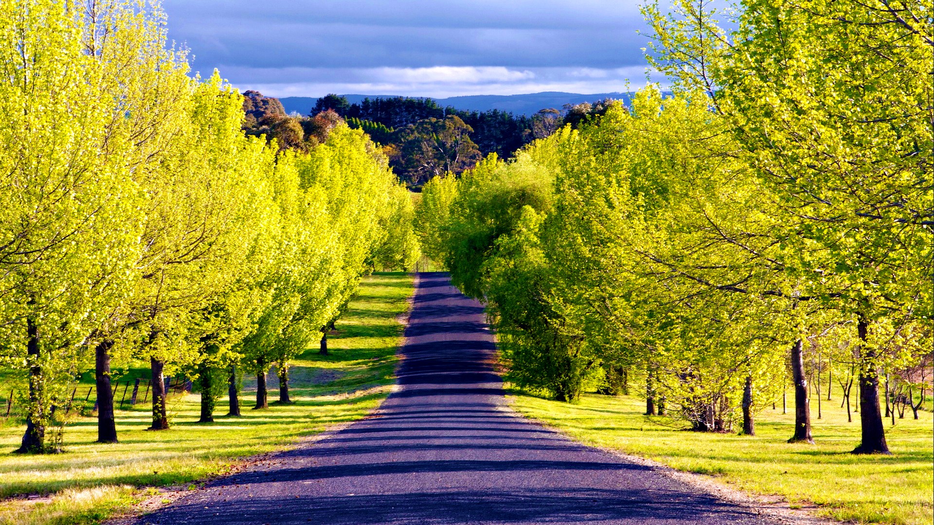 Download mobile wallpaper Road, Tree, Spring, Man Made, Tree Lined for free.