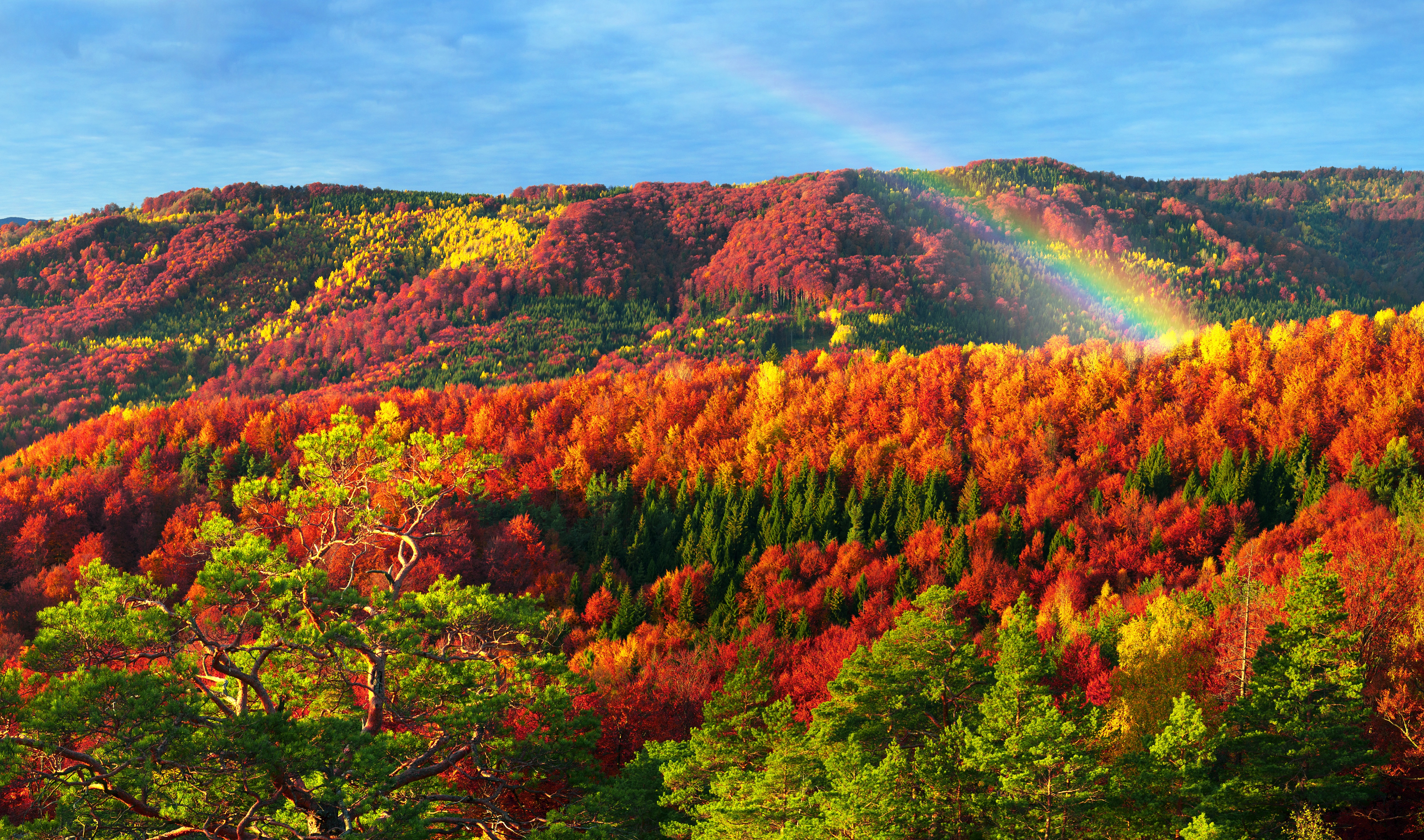 Download mobile wallpaper Landscape, Nature, Rainbow, Forest, Fall, Earth for free.