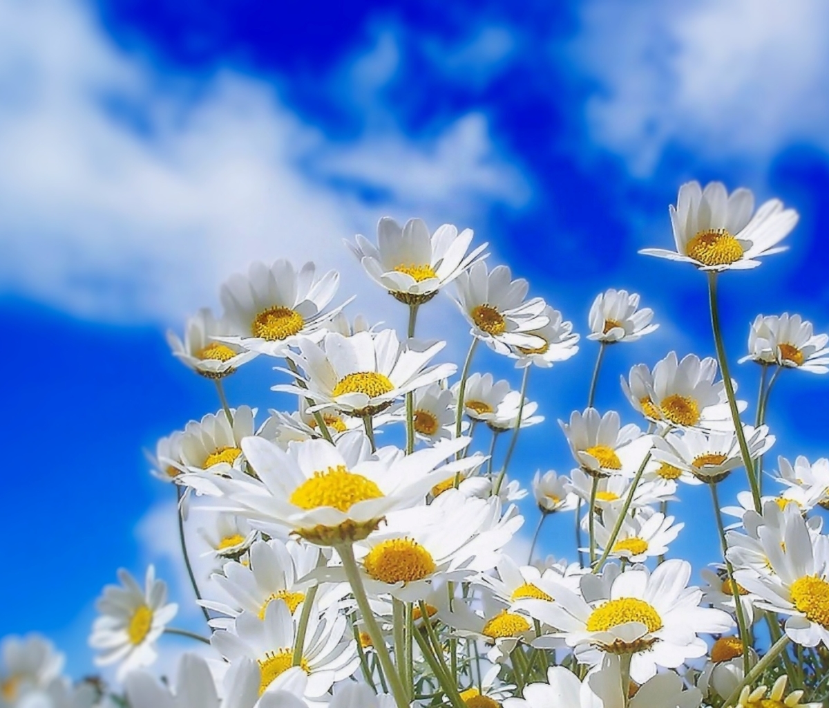 Download mobile wallpaper Flowers, Sky, Flower, Earth, Daisy, White Flower for free.