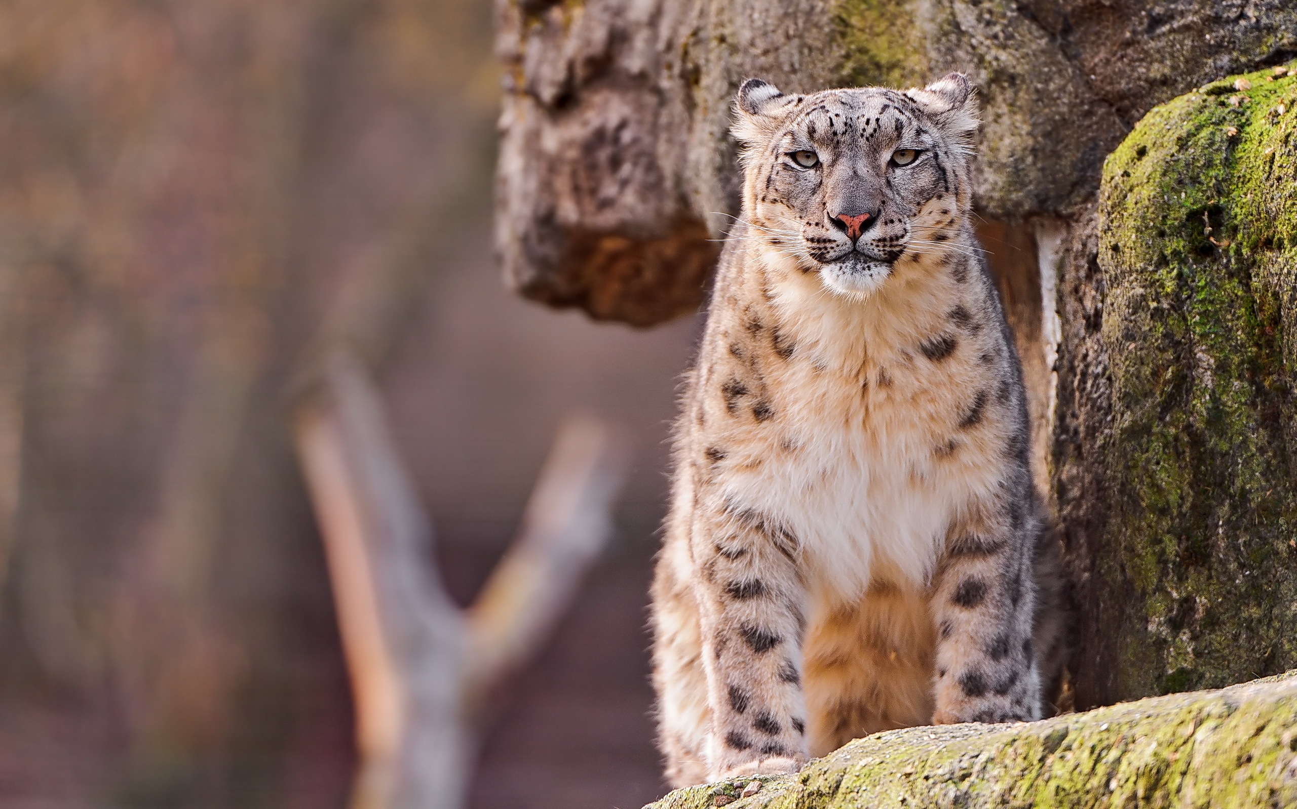 Download mobile wallpaper Sit, Spotted, Spotty, Predator, Big Cat, Moss, Stones, Animals, Snow Leopard for free.