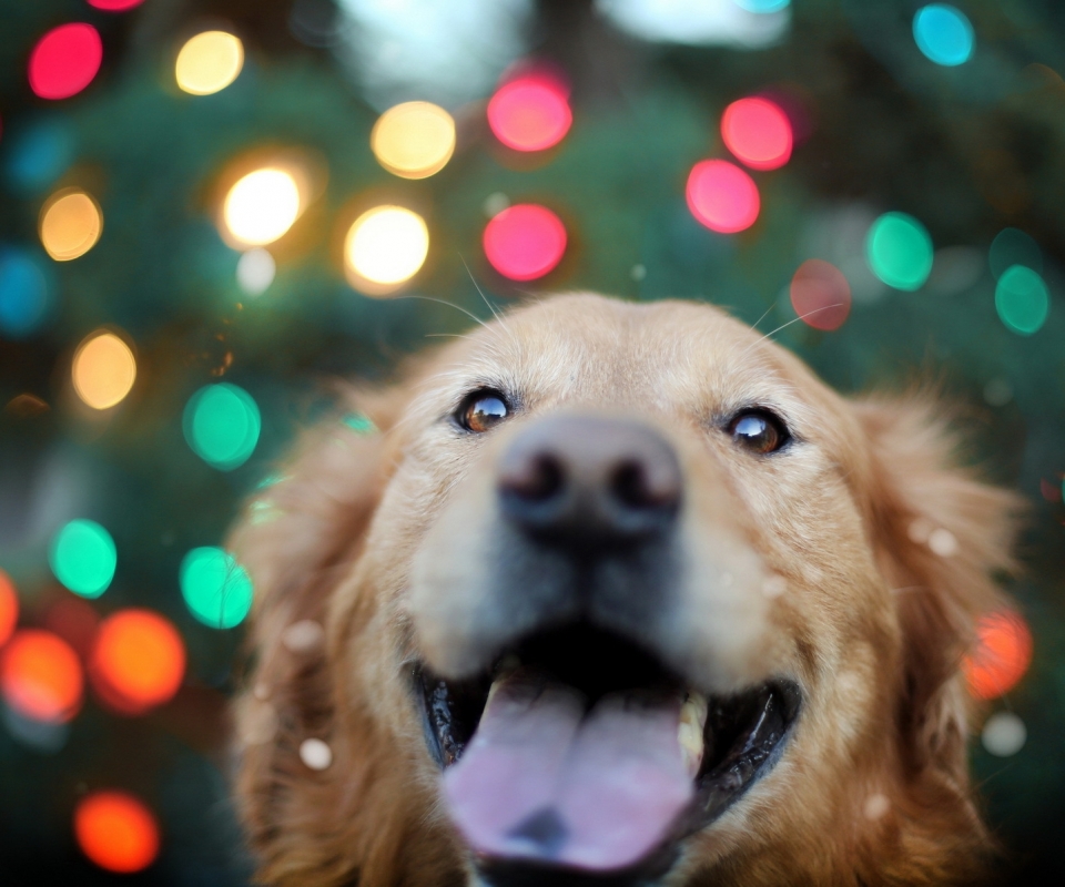 Descarga gratuita de fondo de pantalla para móvil de Animales, Perros, Perro Perdiguero De Oro.