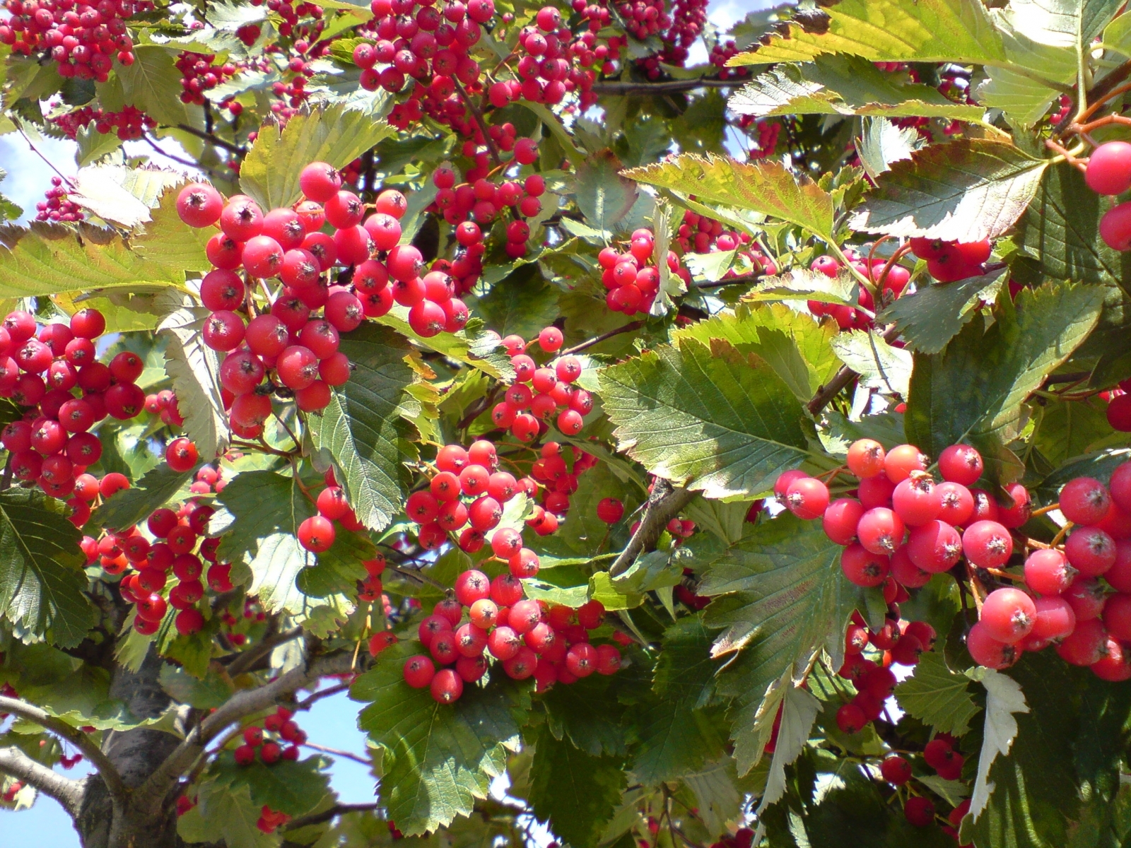 Baixe gratuitamente a imagem Plantas, Frutas, Berries na área de trabalho do seu PC