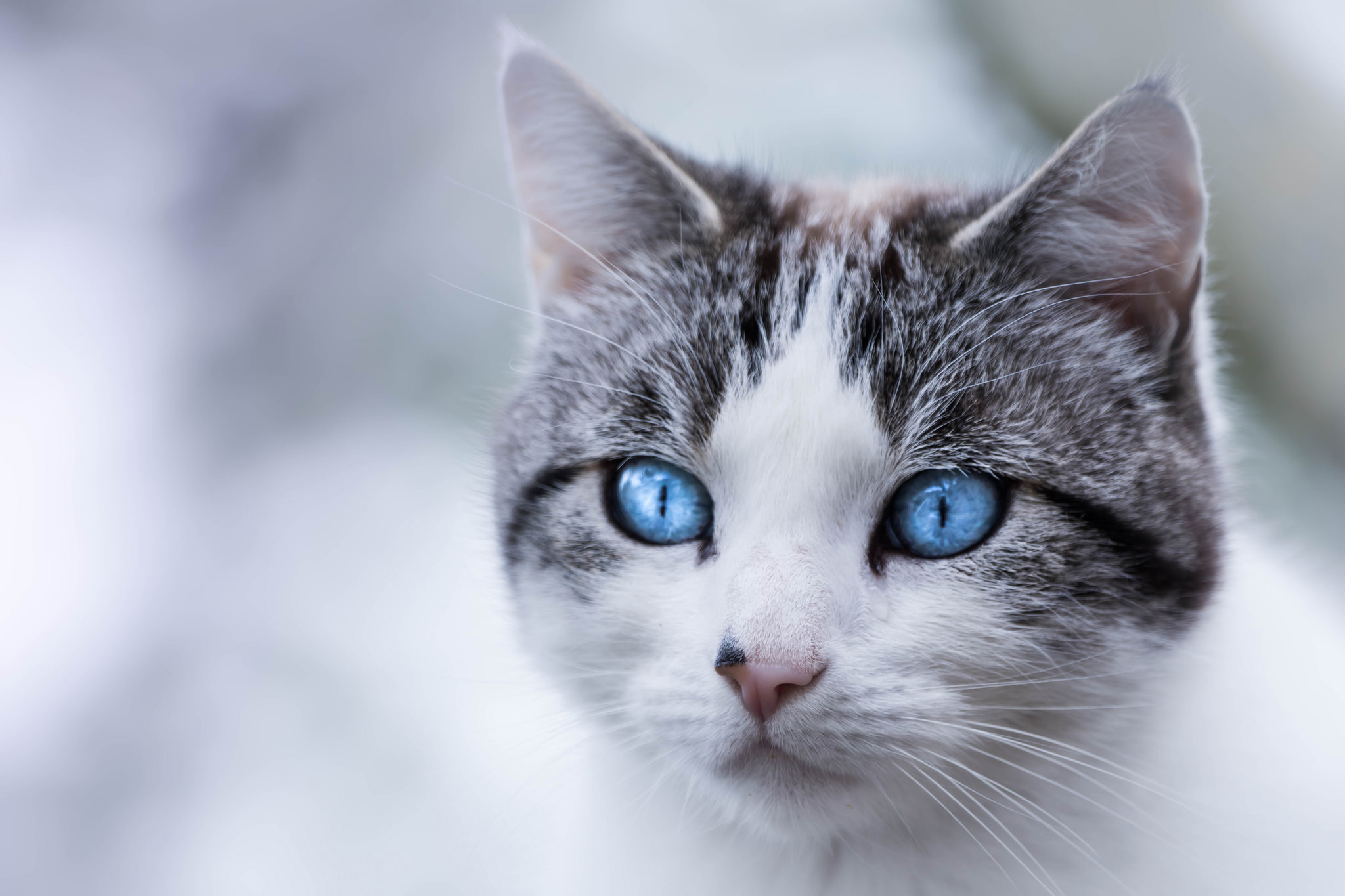 Download mobile wallpaper Cats, Cat, Close Up, Animal, Head, Blue Eyes for free.