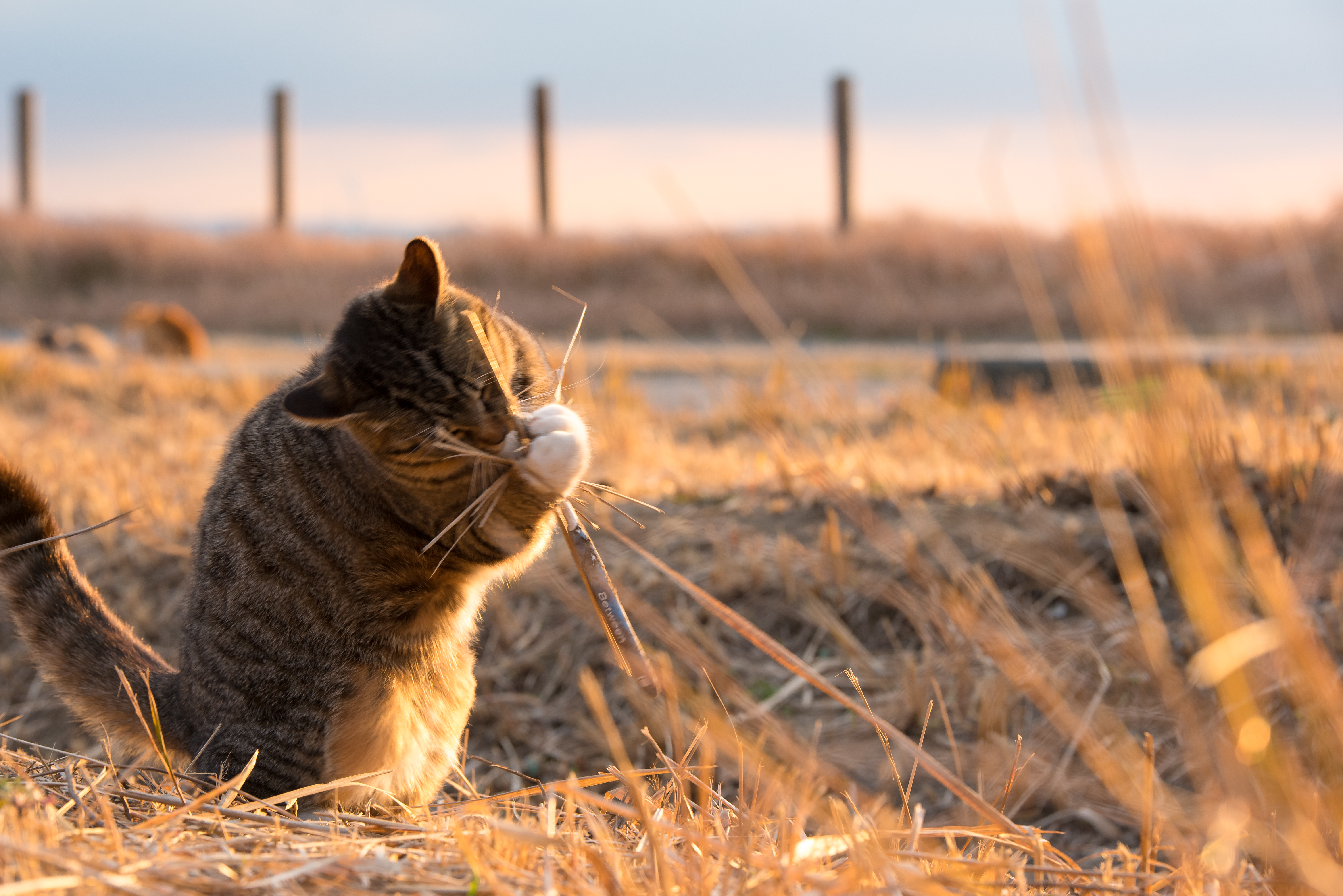 Free download wallpaper Animals, Grass, Playful, Cat, Funny on your PC desktop