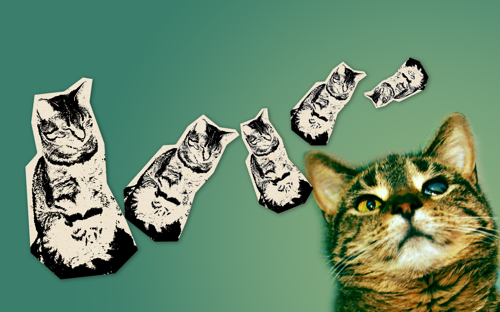 Handy-Wallpaper Tiere, Katzen, Katze kostenlos herunterladen.